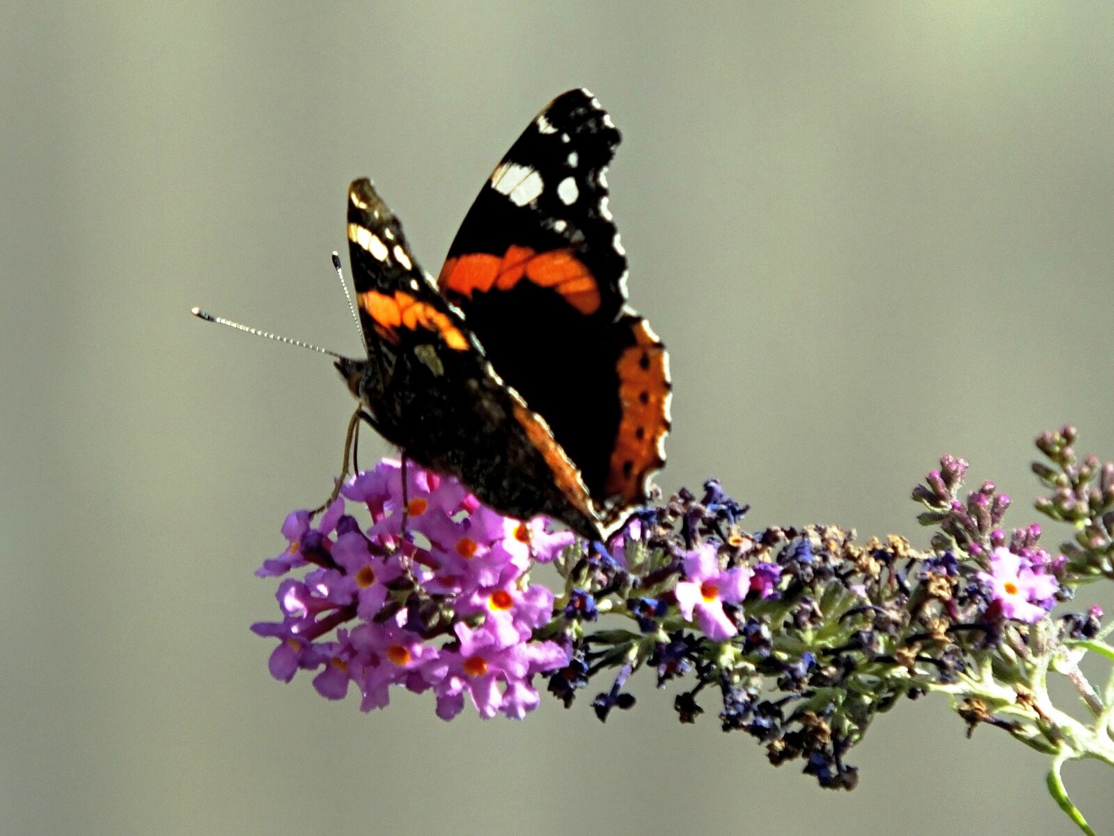 Fujifilm FinePix HS50 EXR sample photo. Red admiral, butterfly, insect photography