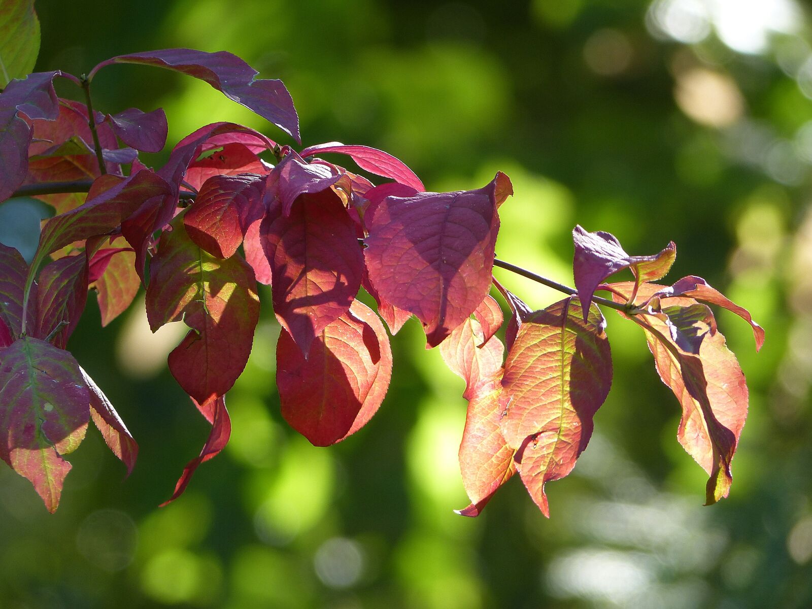 Panasonic Lumix DMC-FZ200 sample photo. Autumn, nature, forest photography