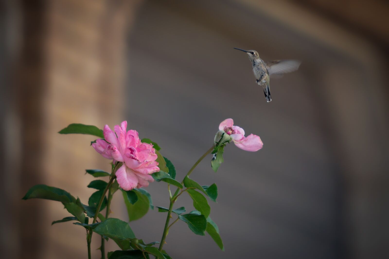 Nikon D7200 sample photo. Flower, rose, bird photography
