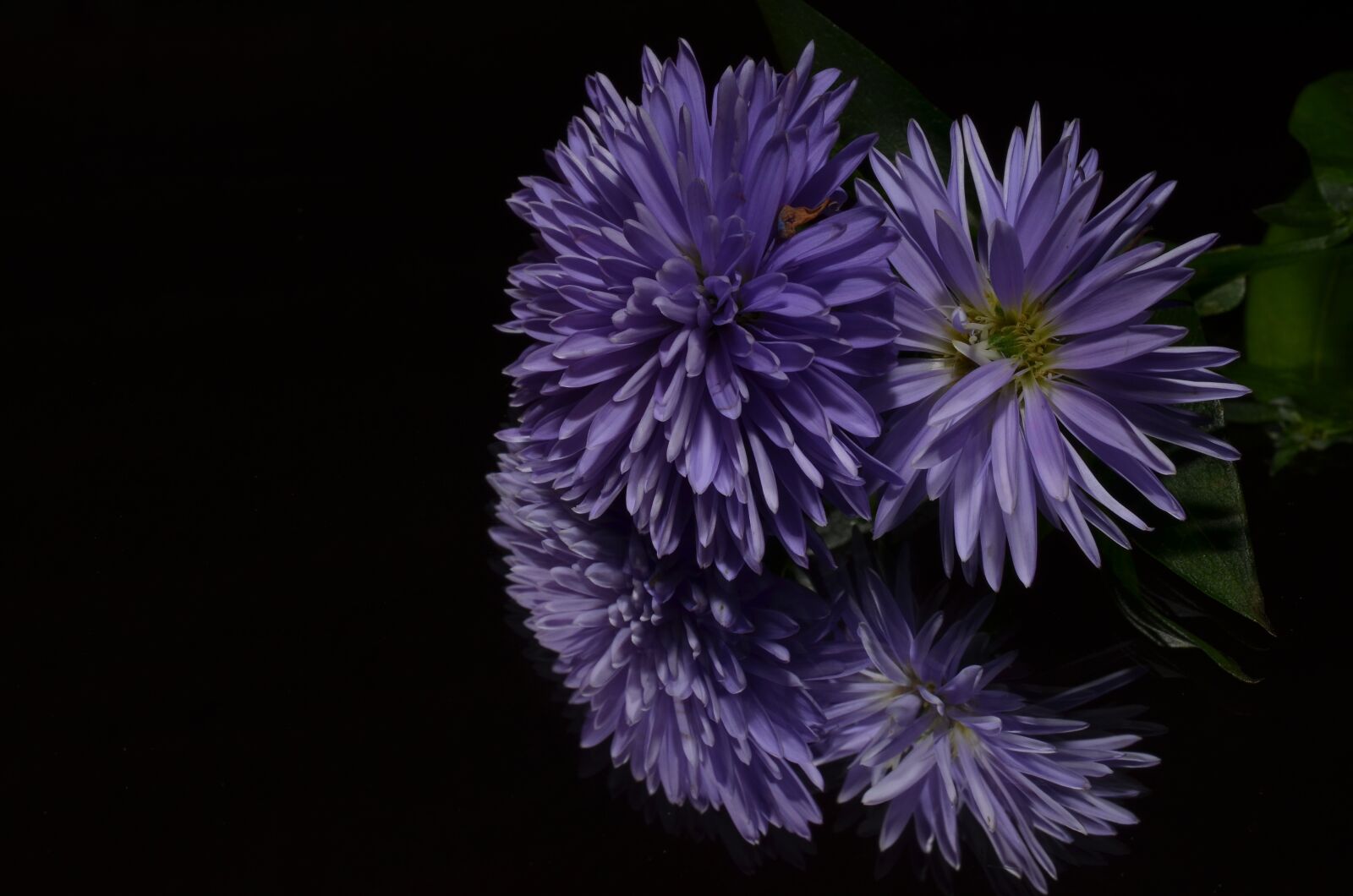 Nikon D5100 sample photo. Aster, flower, purple photography