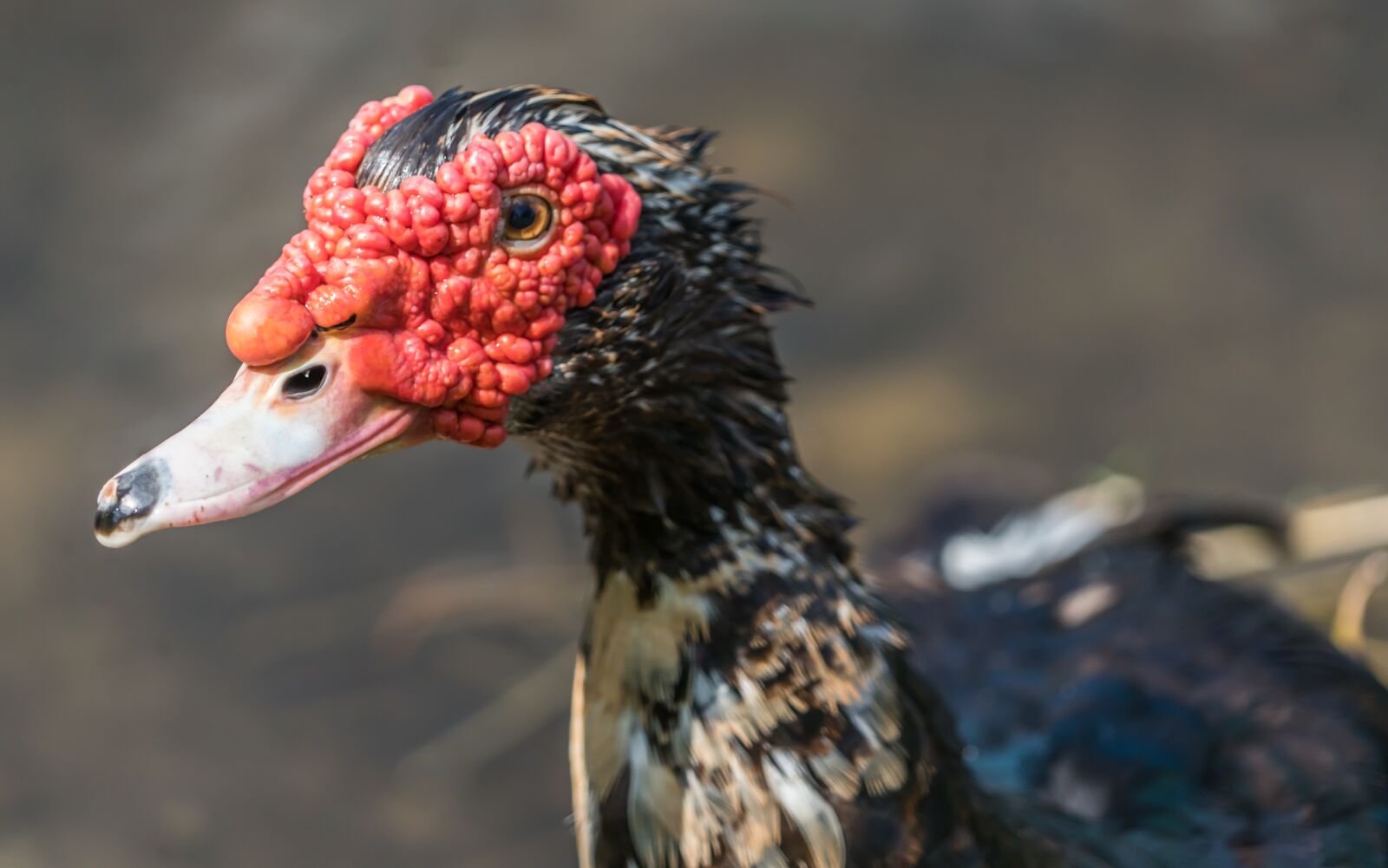 Sony a7R II + Sony FE 24-240mm F3.5-6.3 OSS sample photo. Muscovy duck, red headed photography