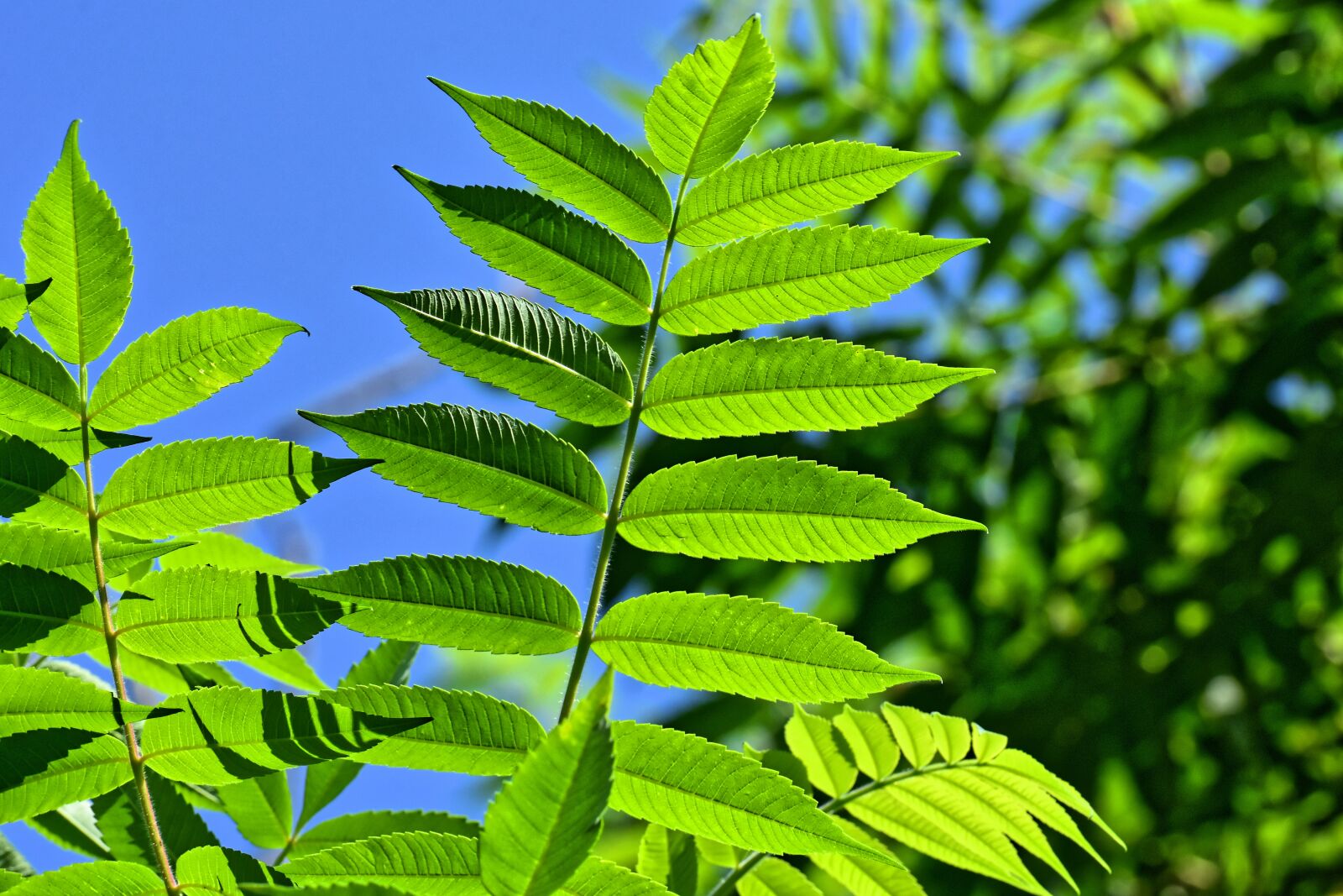 Nikon D7200 sample photo. Plant, green, garden photography