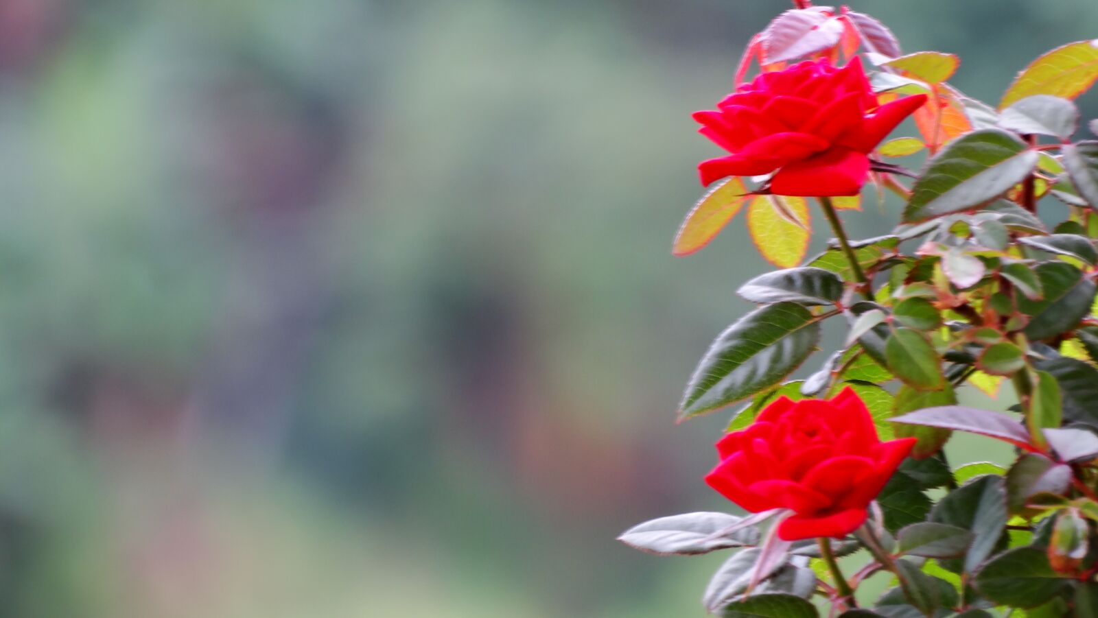 Sony Cyber-shot DSC-HX300 sample photo. Flor, rosa, rose photography