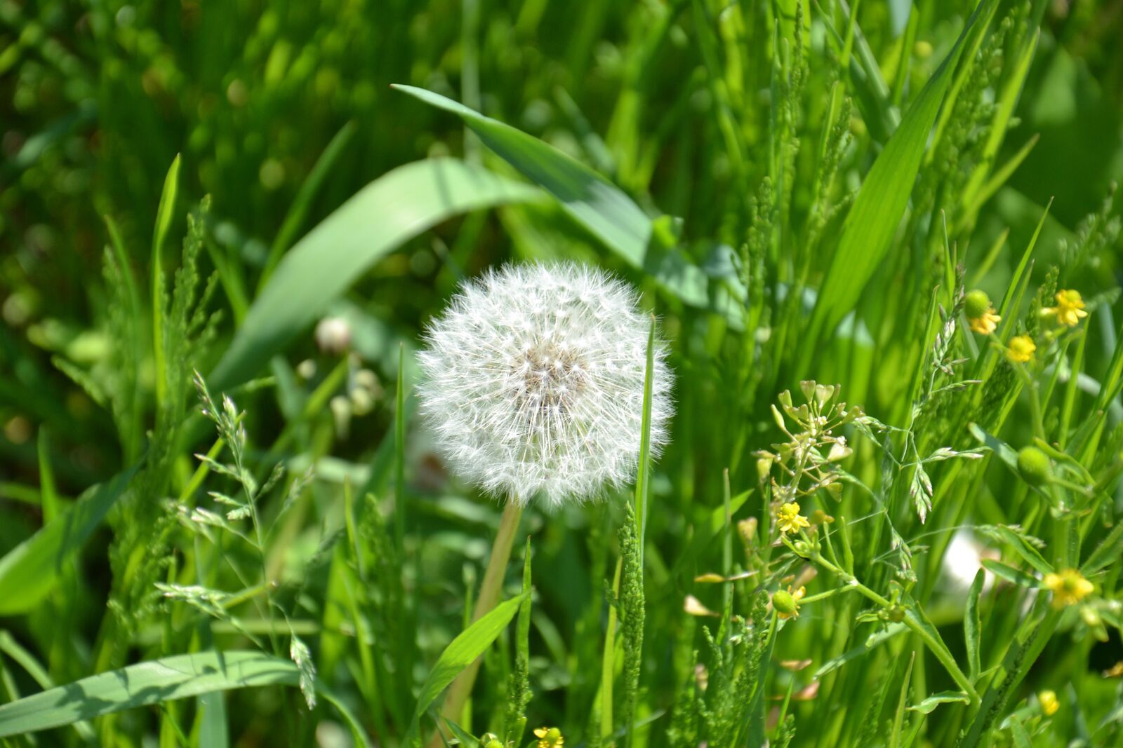 Nikon D3100 sample photo. Plant, green, dandelion photography