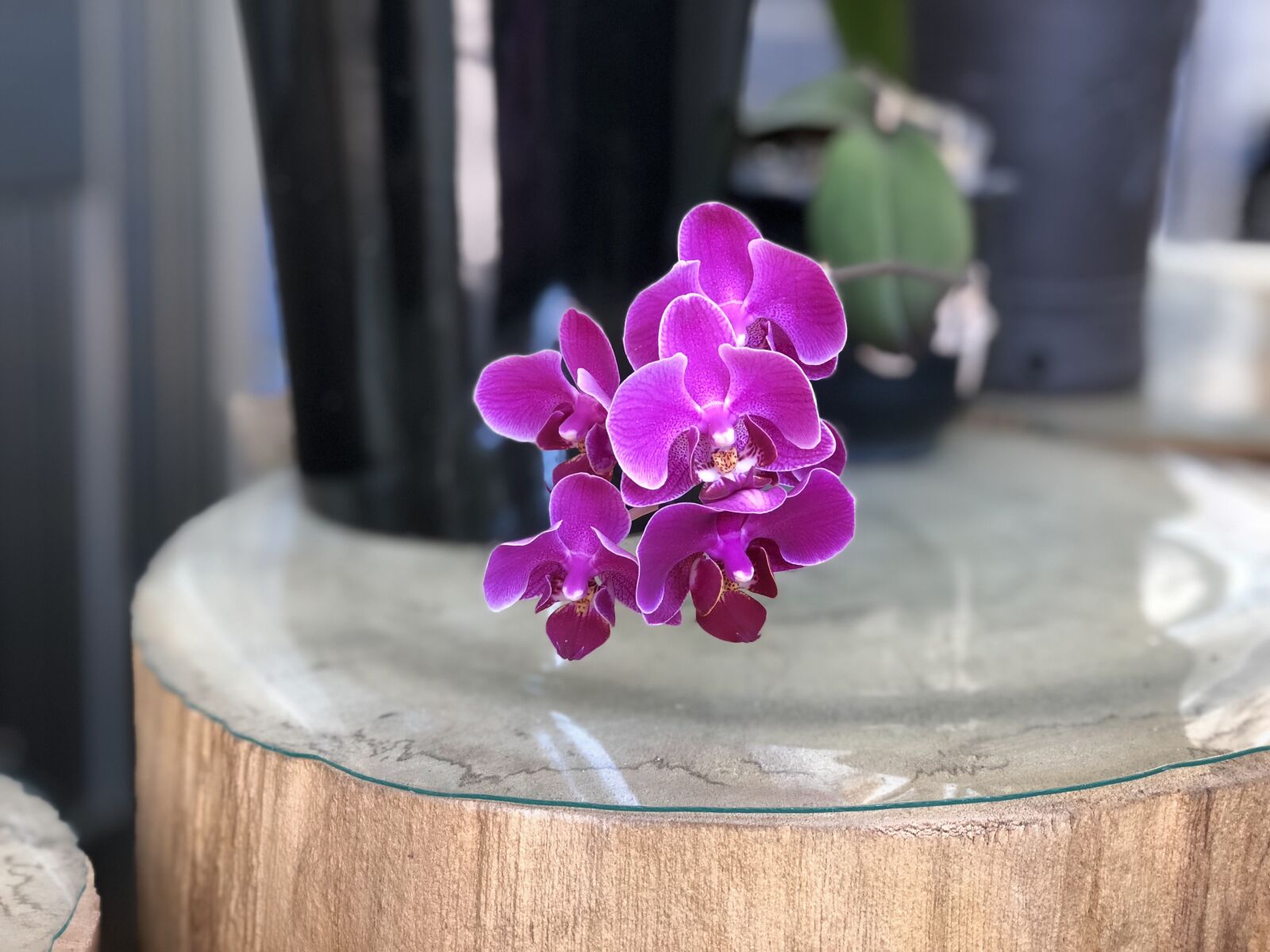 Apple iPhone 8 Plus sample photo. Purple, orchid, beautiful port photography