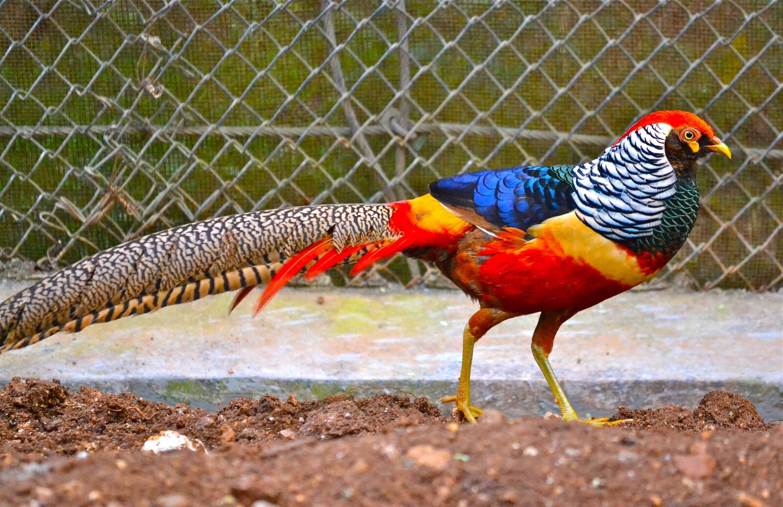 Nikon D3100 sample photo. Nature, animal, bird photography