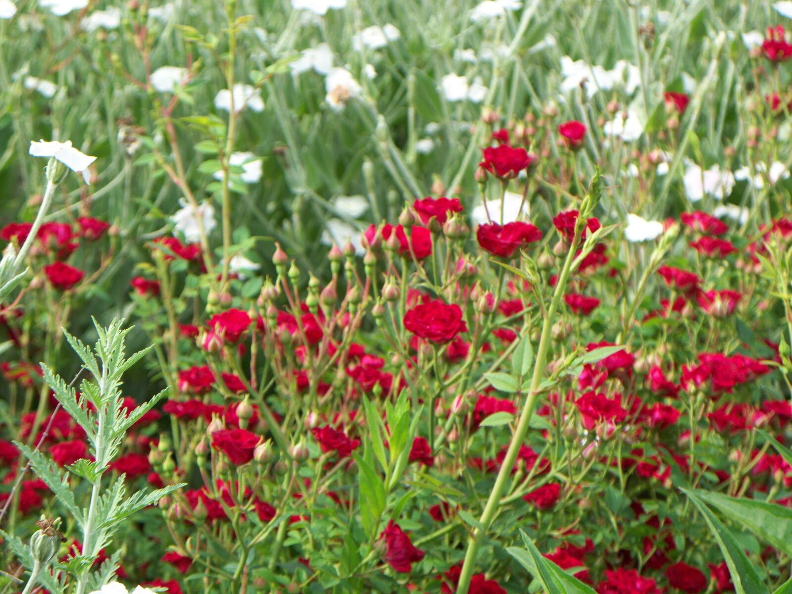 Kodak EASYSHARE Z1485 IS DIGITAL CAMERA sample photo. Wildflowers, nature, outdoors photography