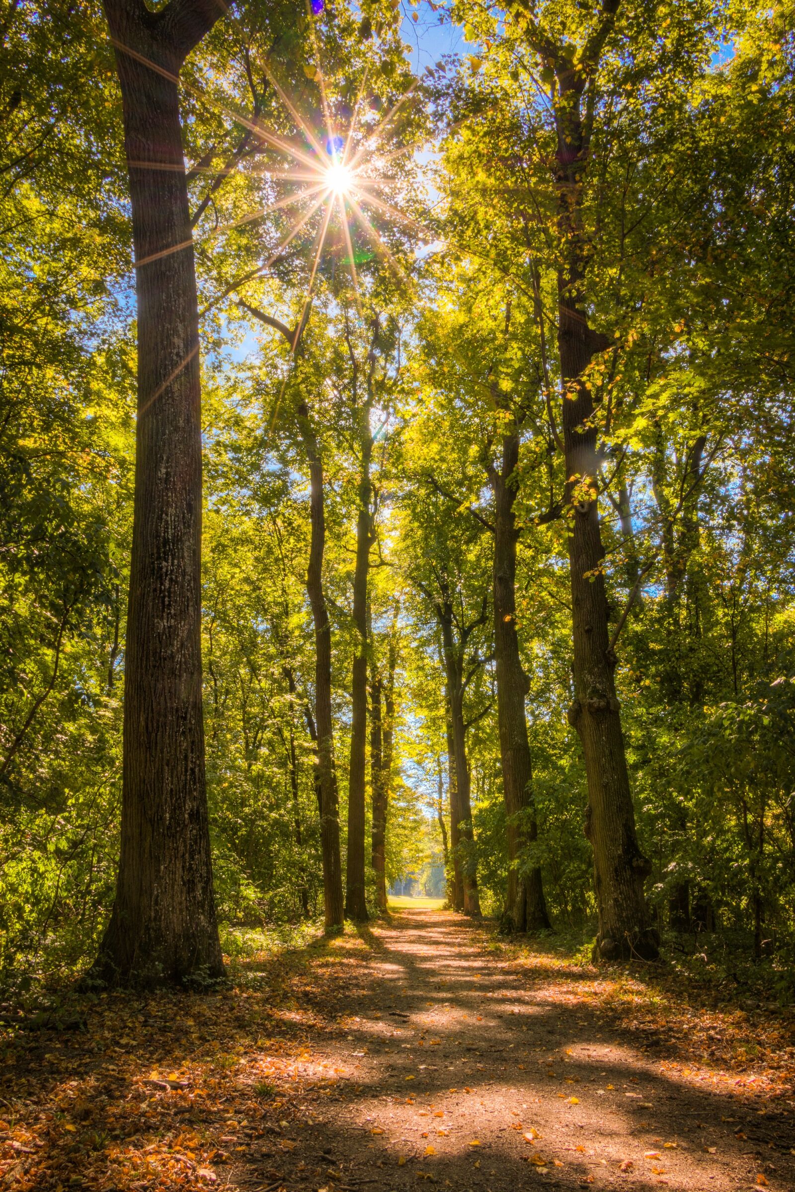 Canon EOS 70D sample photo. Sun, forest, away photography