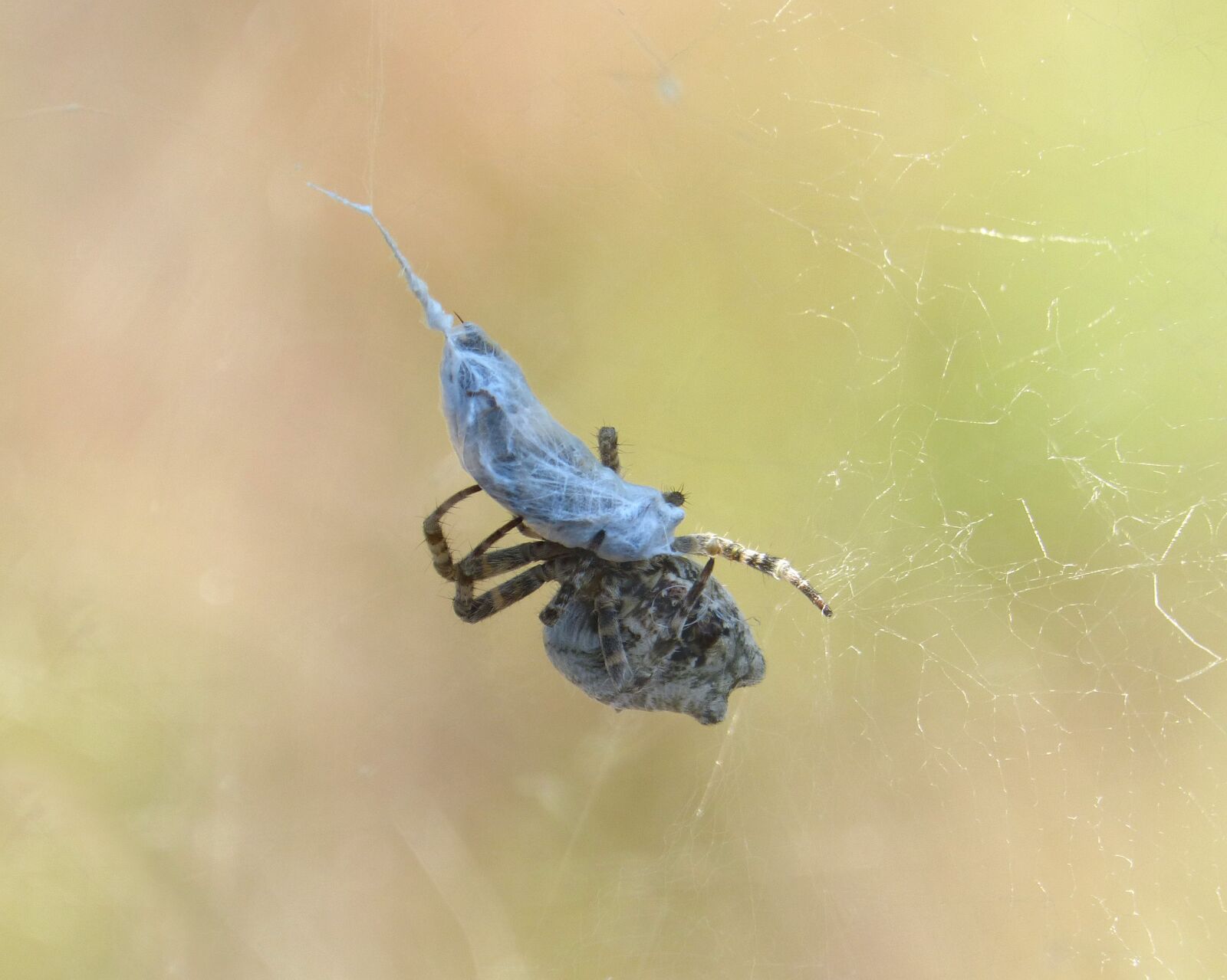 Panasonic DMC-FZ62 sample photo. Spider, bee, predator photography