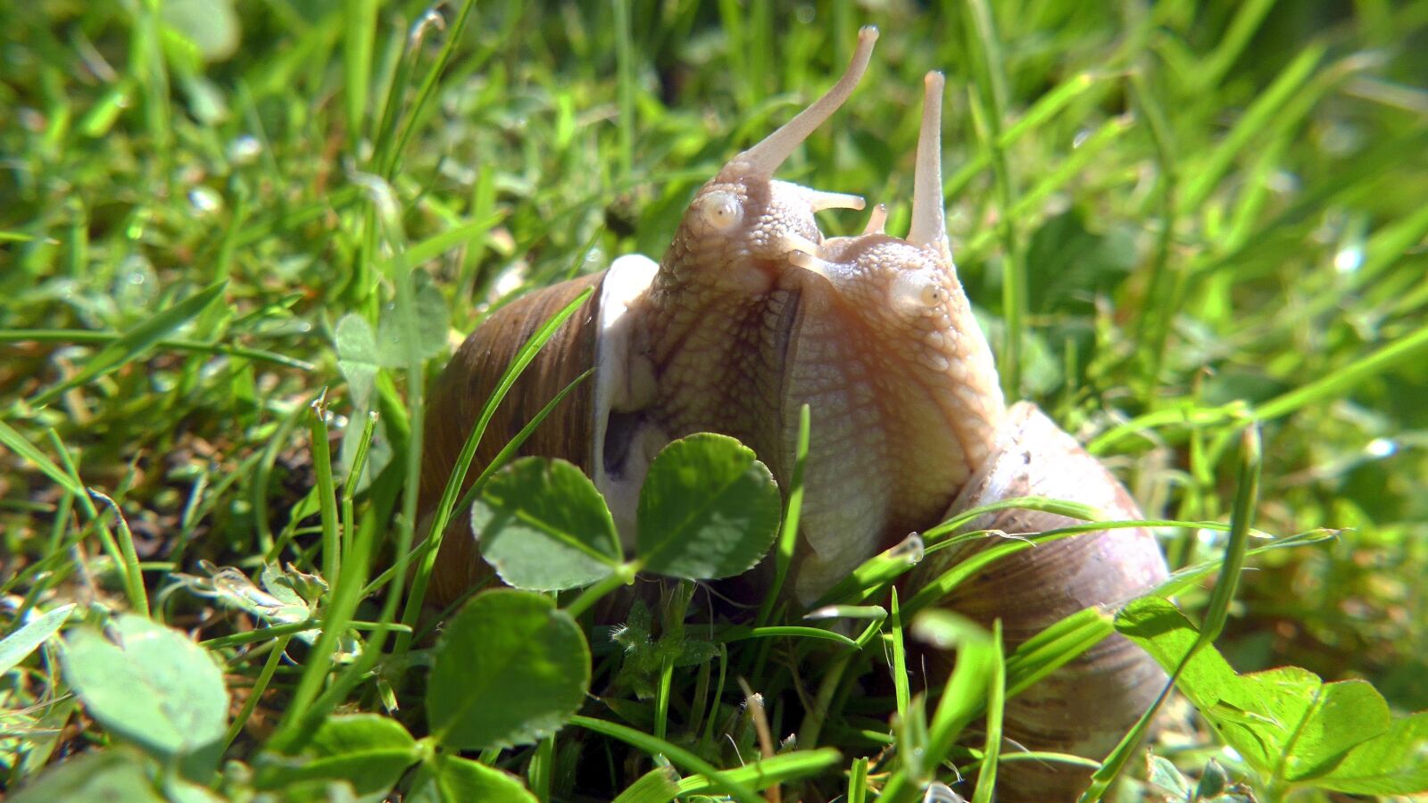 Panasonic Lumix DMC-FZ300 sample photo. Garden, snails, nature photography