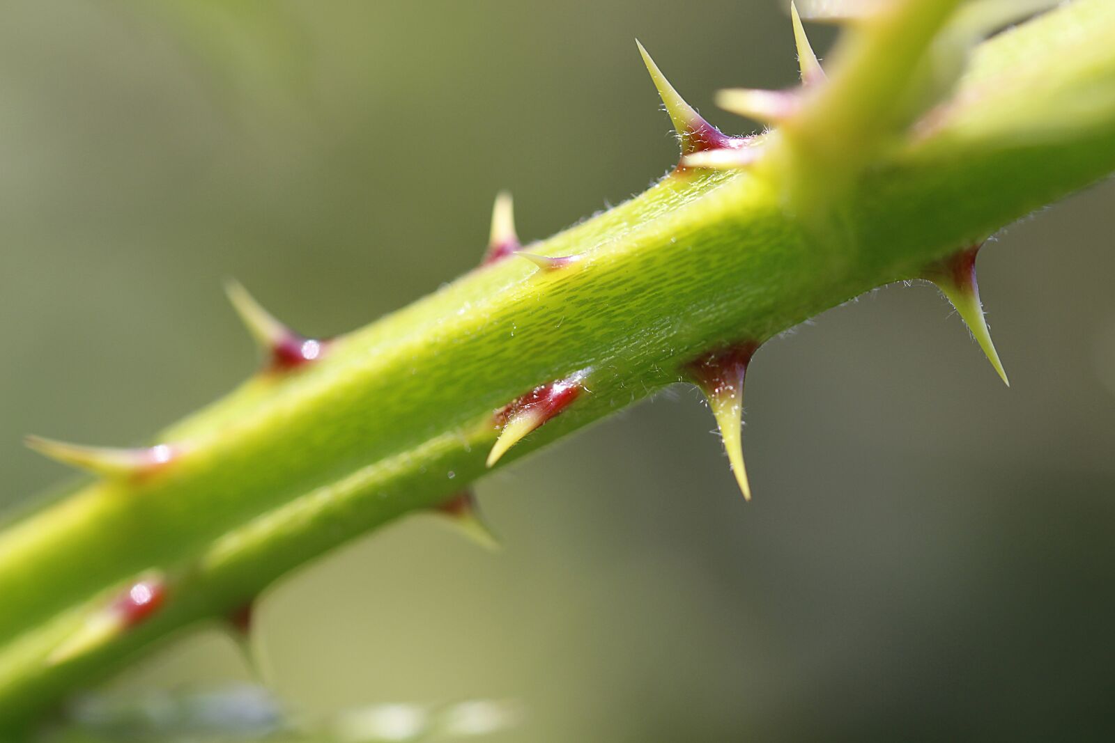 Canon EOS 700D (EOS Rebel T5i / EOS Kiss X7i) sample photo. Thorns, plant, blackberry photography