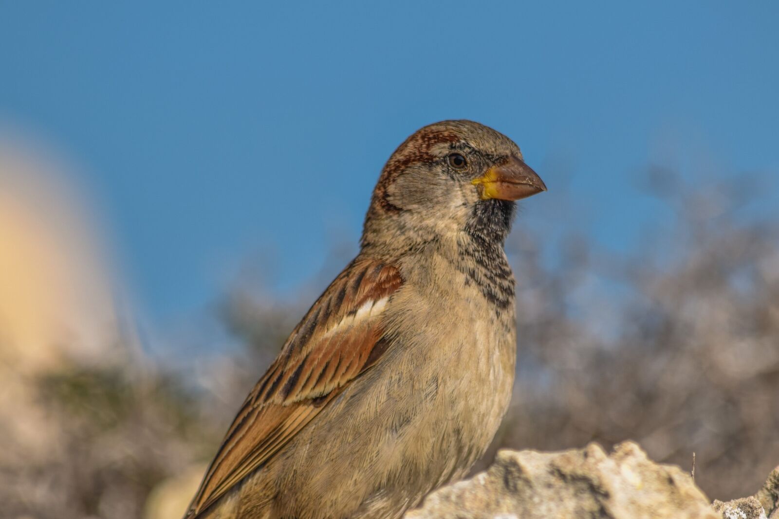 Nikon D3300 sample photo. Sparrow, nature, wildlife photography