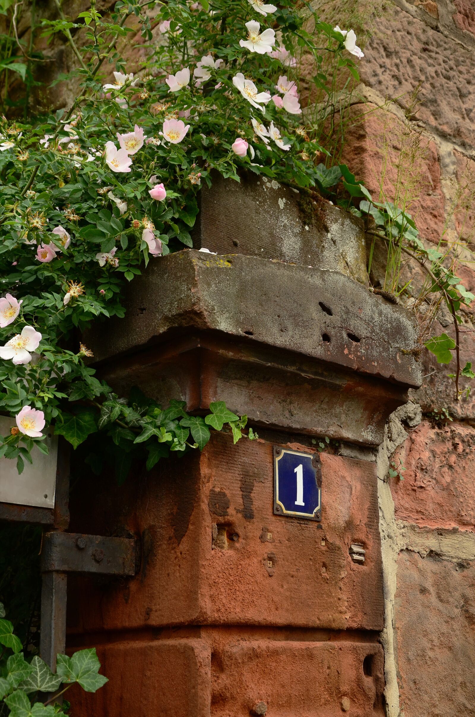 Nikon D5100 sample photo. Heck roses, wall, post photography