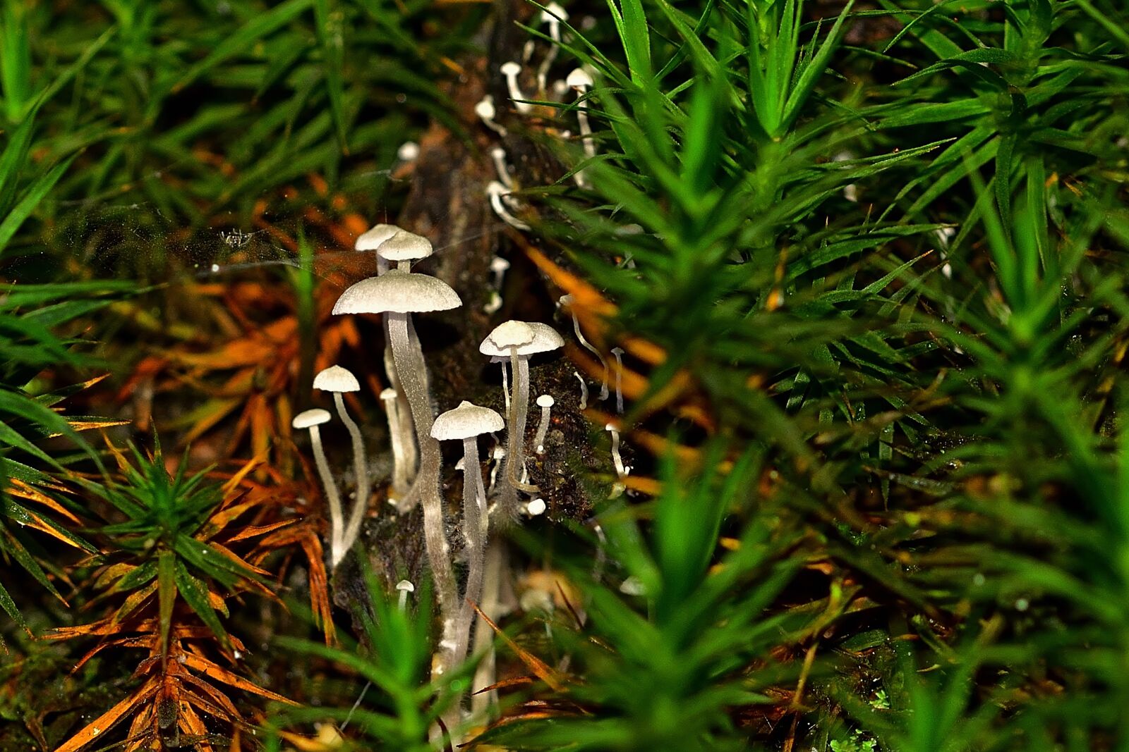 Nikon D5200 sample photo. Mushrooms, moss, forest photography