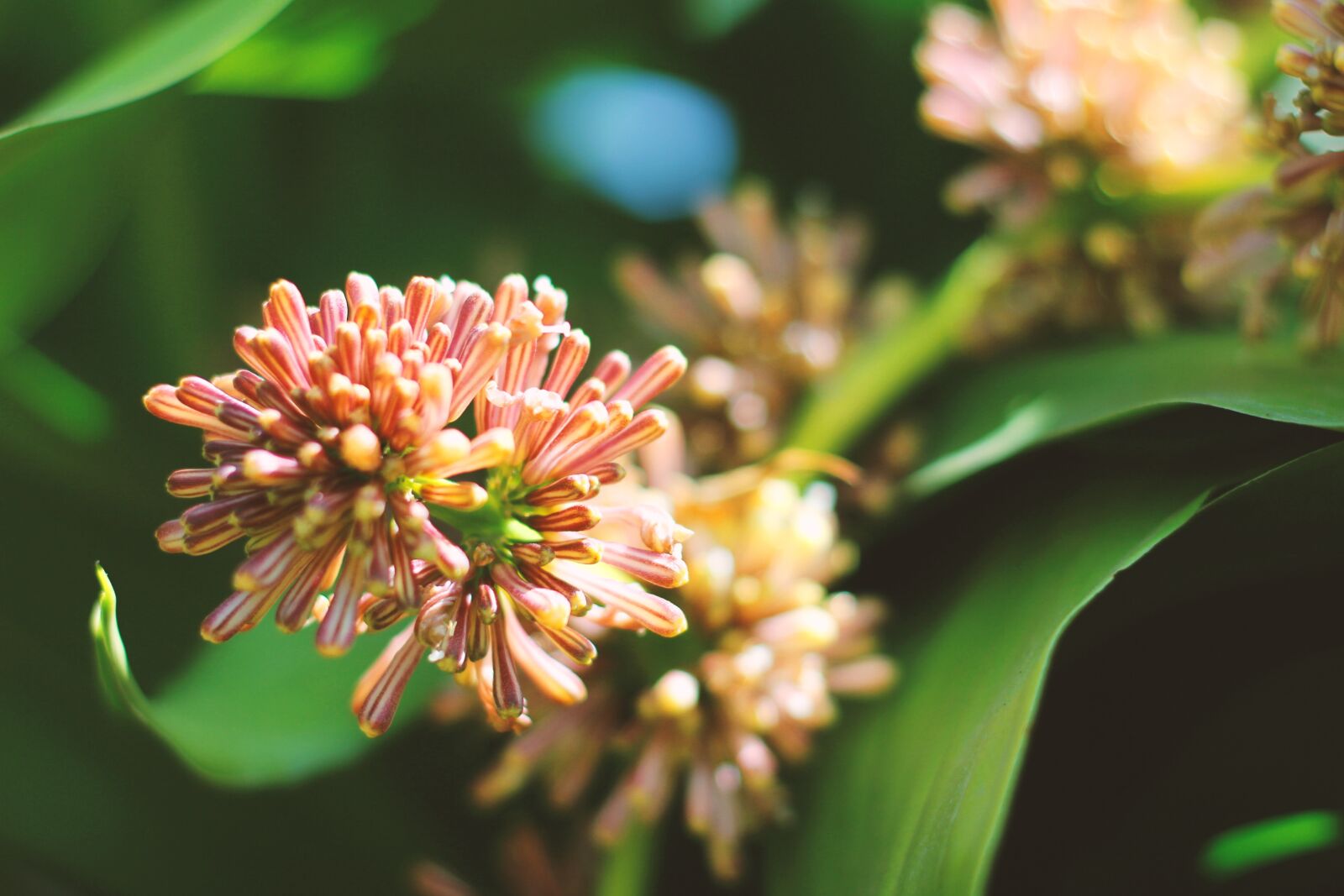 Canon EOS 60D + Canon EF 50mm F1.8 II sample photo. Nature, flower, tropical photography