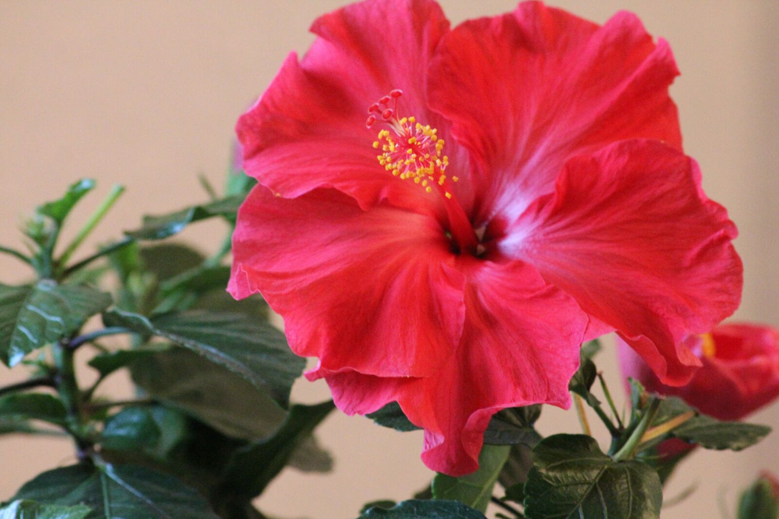 Canon EOS 550D (EOS Rebel T2i / EOS Kiss X4) sample photo. Ibiscus, flowers, nature photography
