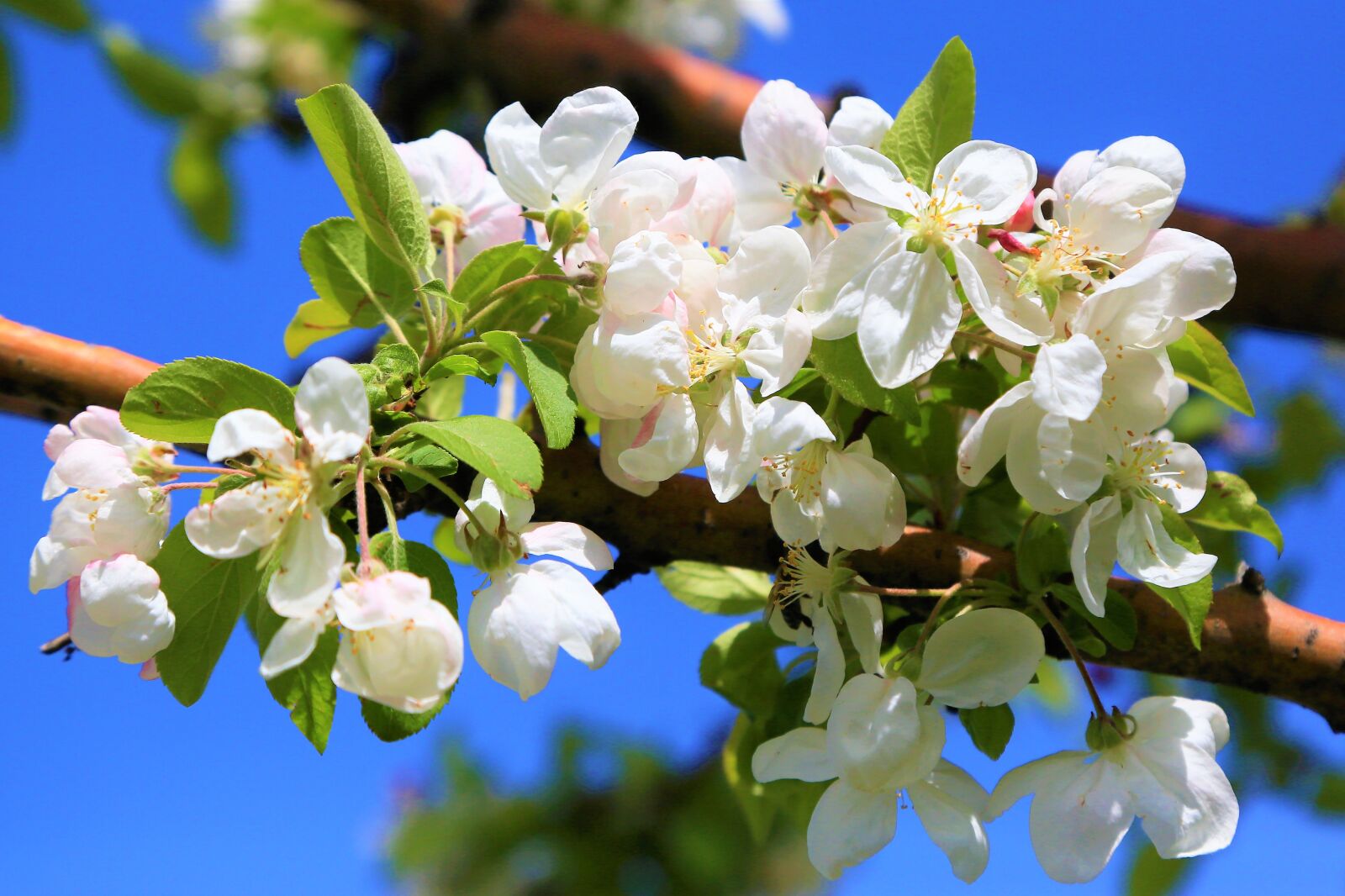 Canon EF 24-105mm F4L IS USM sample photo. Flowers, spring, nature photography