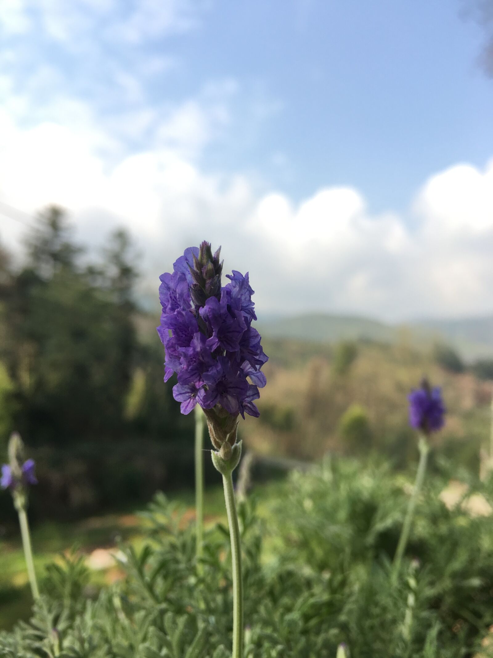 iPhone 6s Plus back camera 4.15mm f/2.2 sample photo. Lavender, flowers and plants photography