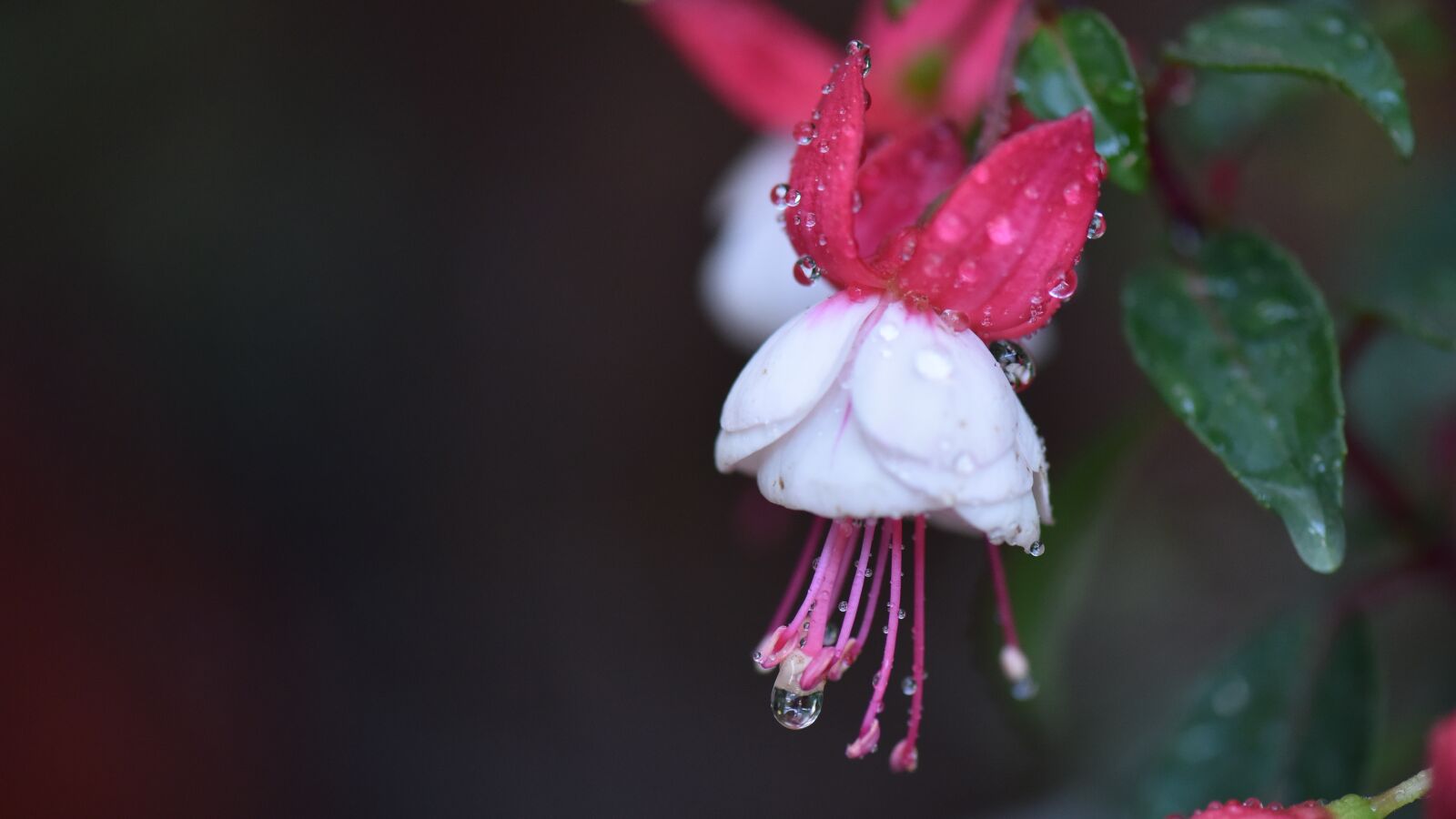 Nikon D810 sample photo. Fuchsias, pistil, white flower photography