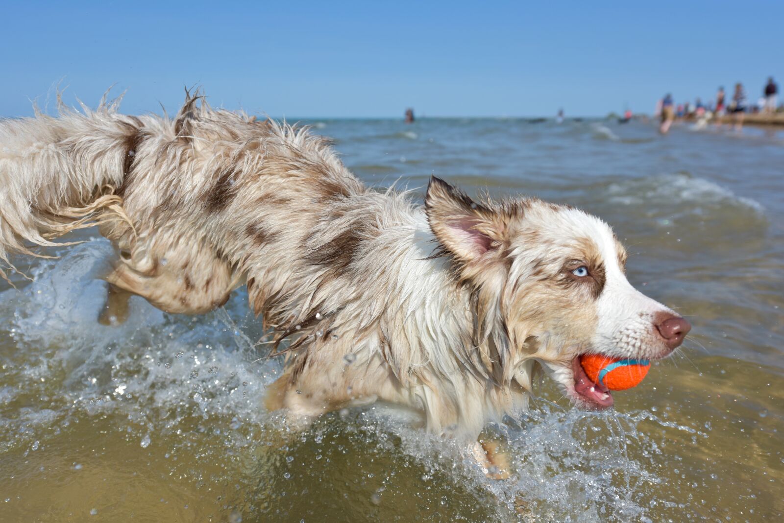 Nikon D810 sample photo. Dog, puppy, pet photography