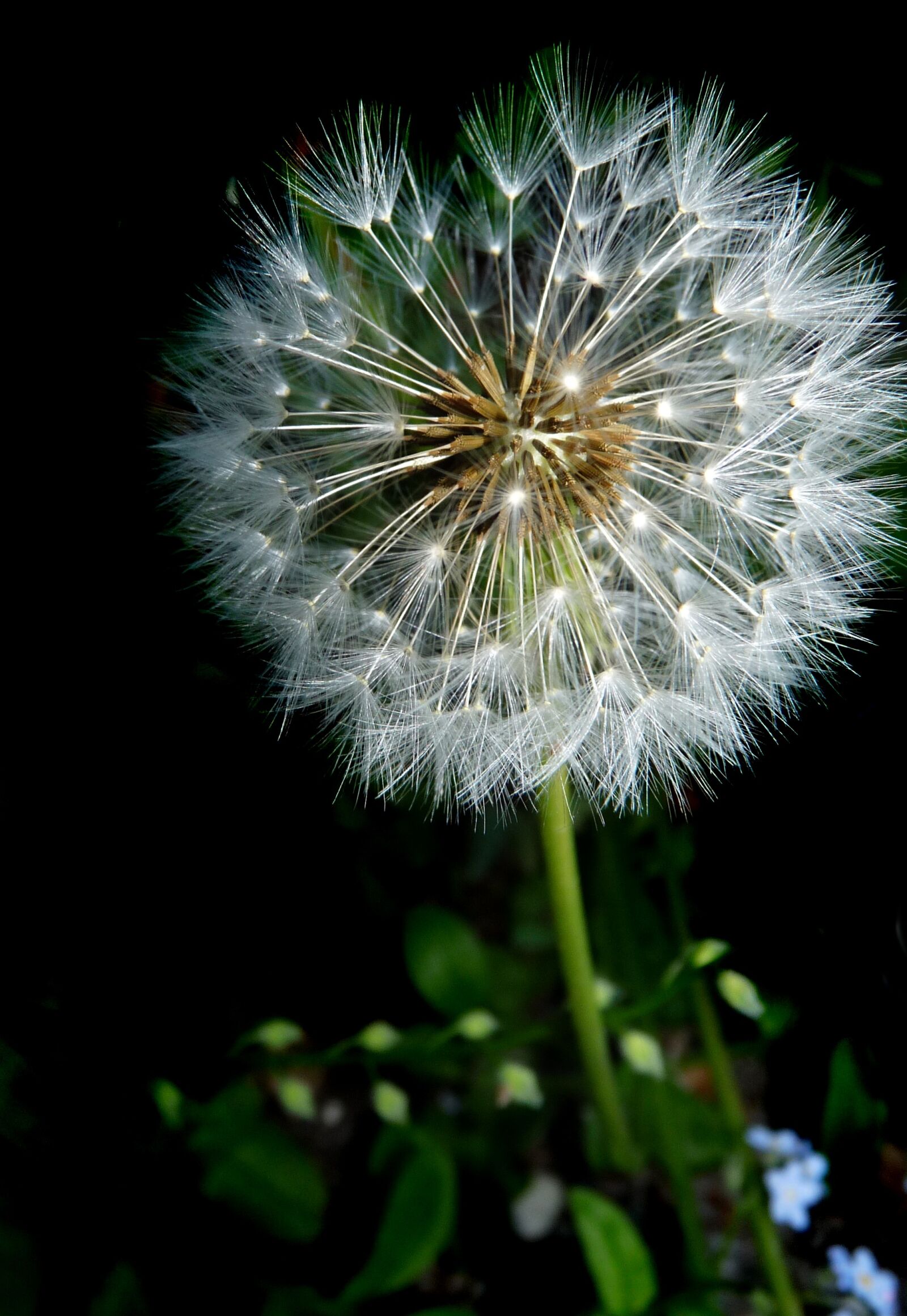 Panasonic Lumix DMC-FZ28 sample photo. Dandelion, seed head, fragile photography