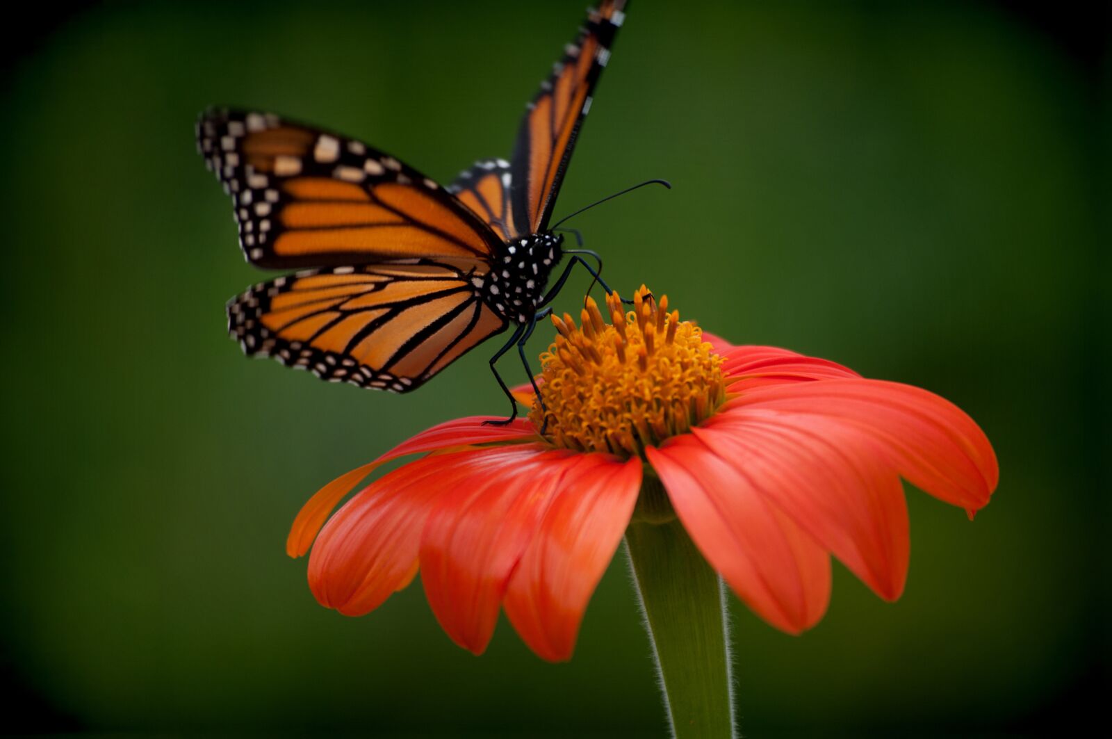 Nikon D5000 sample photo. Butterfly, flower, orange photography