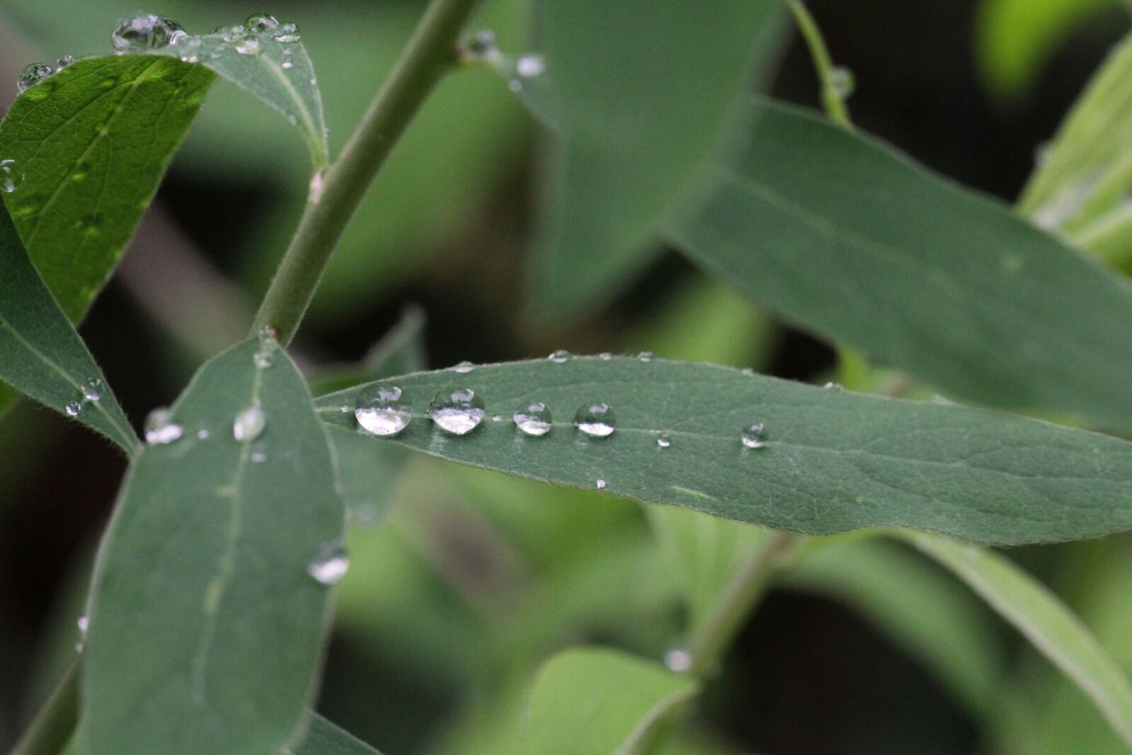 Canon EF 180mm F3.5L Macro USM sample photo. Plant, raindrop, green photography