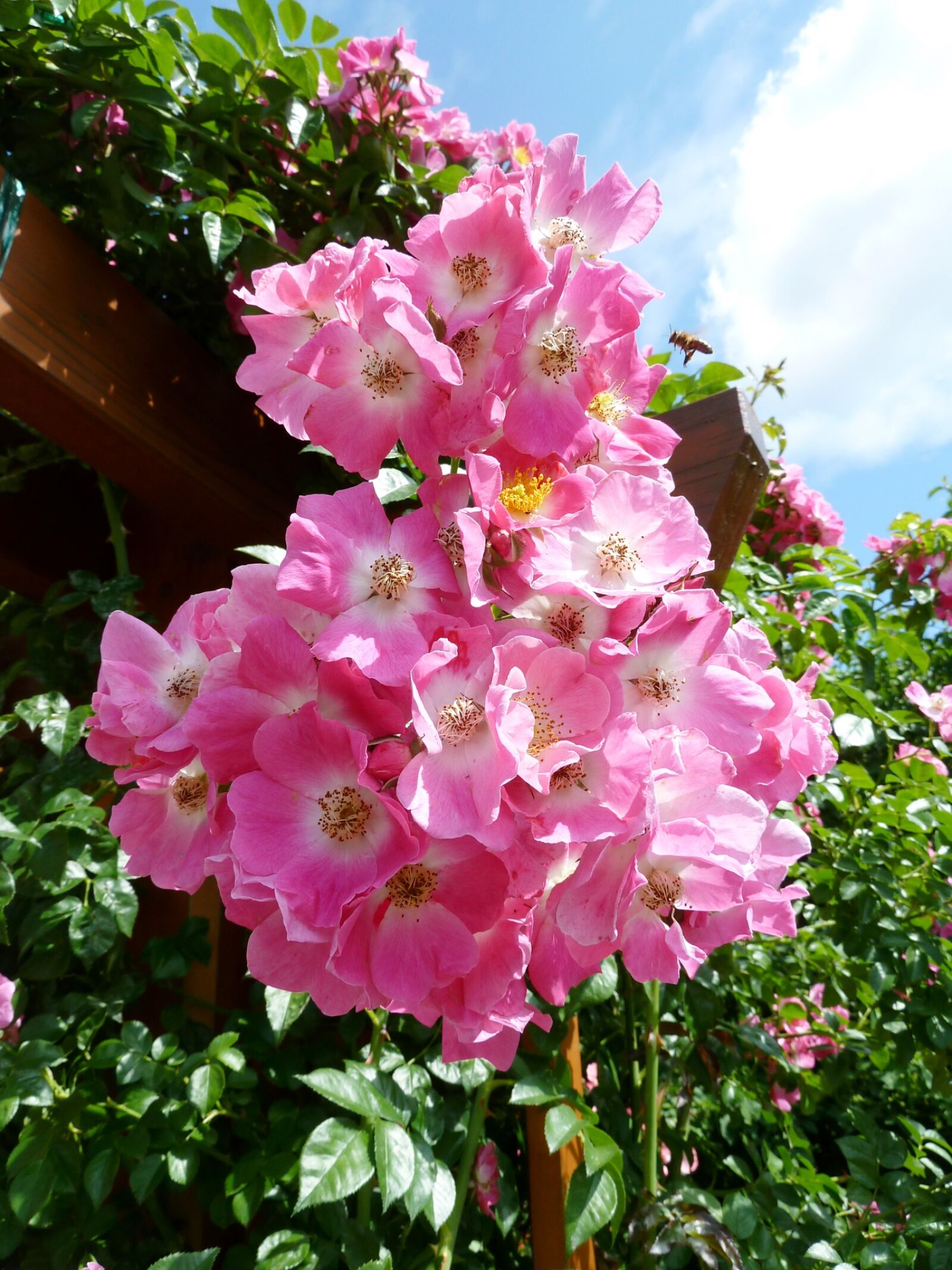 Panasonic Lumix DMC-ZS5 (Lumix DMC-TZ8) sample photo. Flower, blossom, bloom photography
