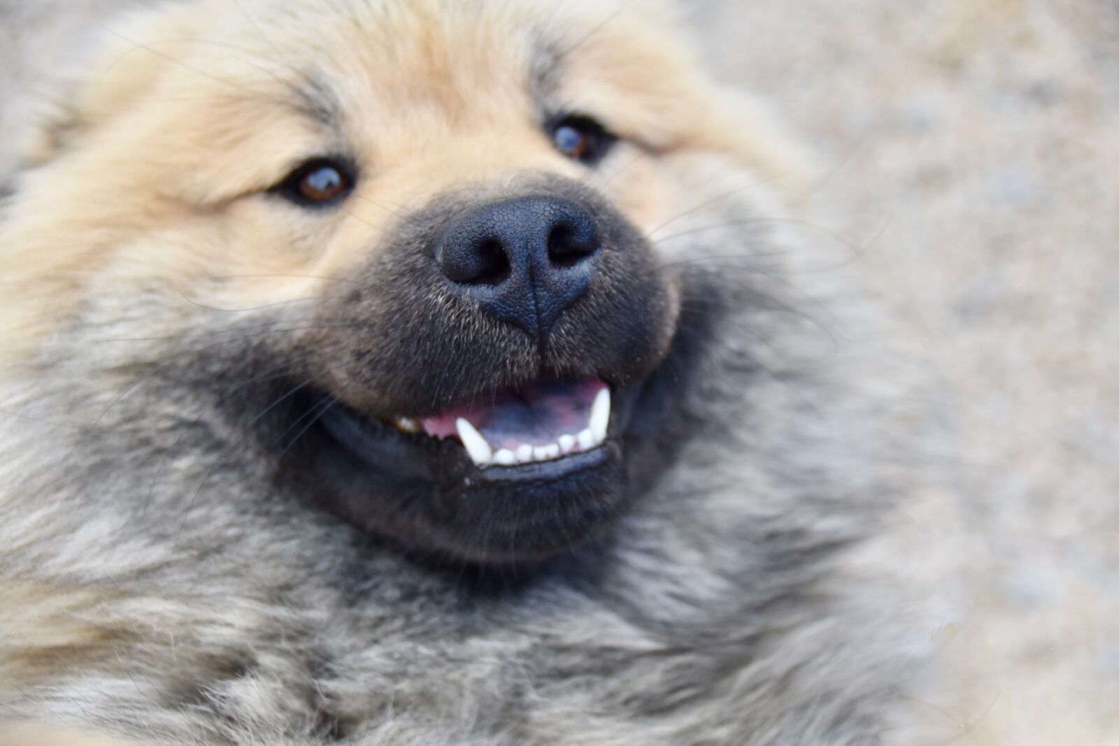 Nikon D5600 sample photo. Dog, black nose dog photography