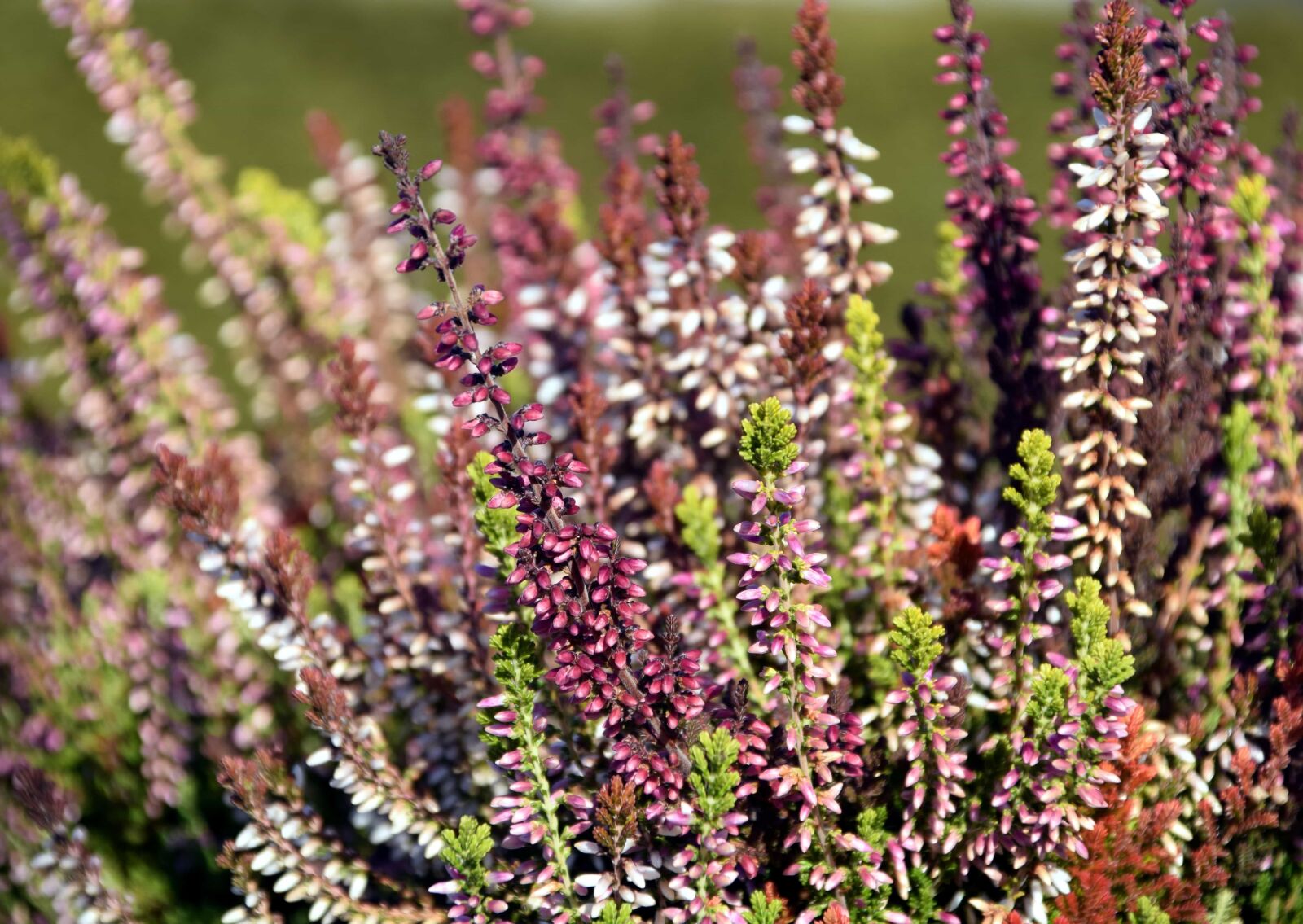 Nikon D3300 sample photo. Summer, wildflower, flora, nature photography