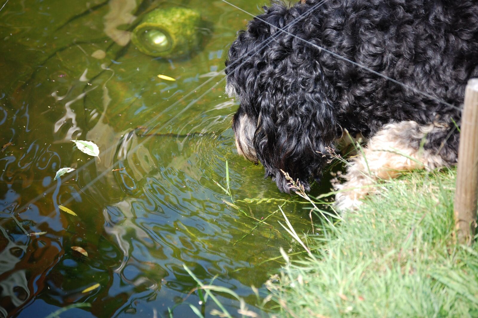 Nikon D40 sample photo. Sproodle, dog, phantom photography