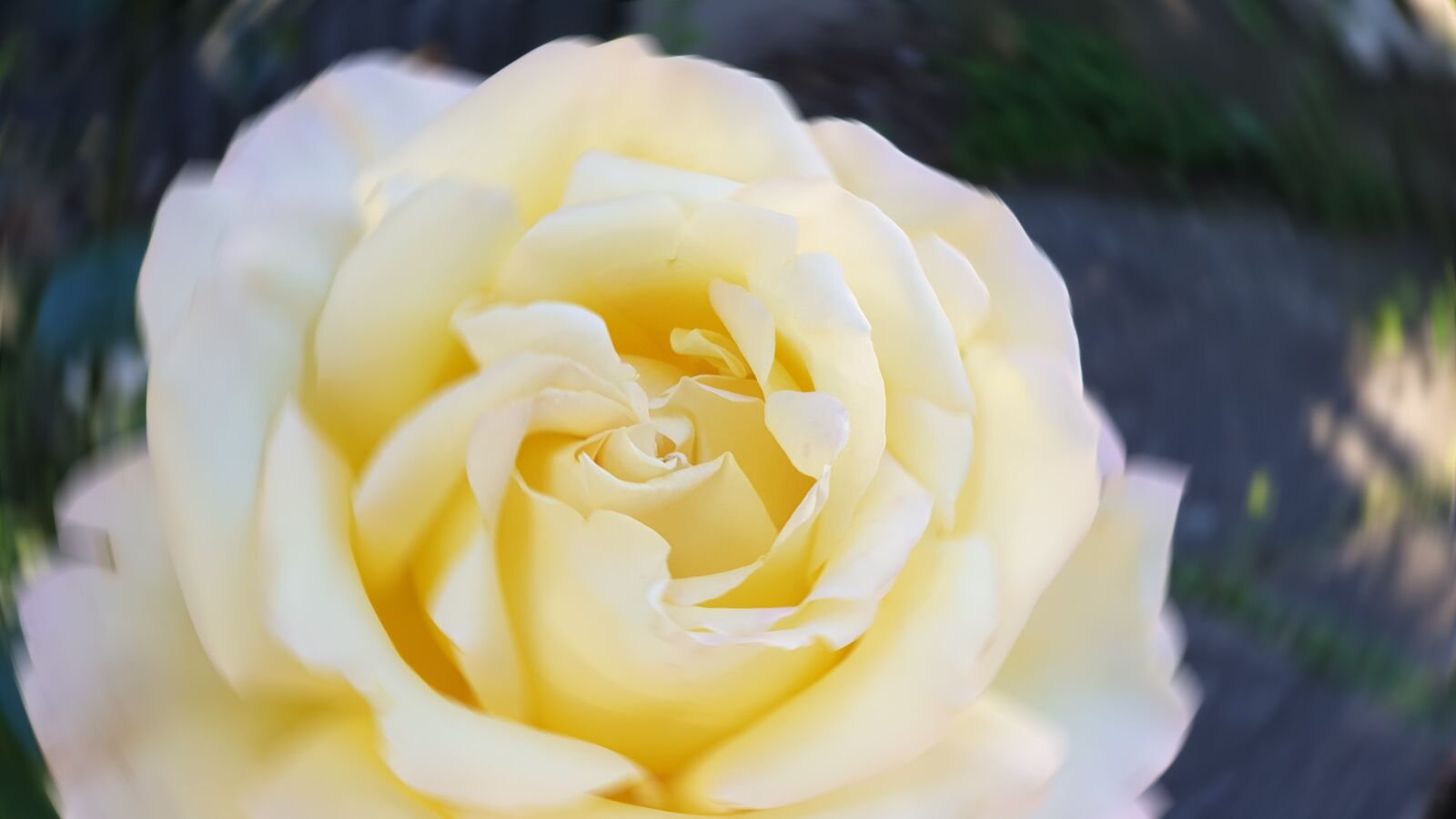 Samsung Galaxy S9+ sample photo. Rose, flower, blossom photography