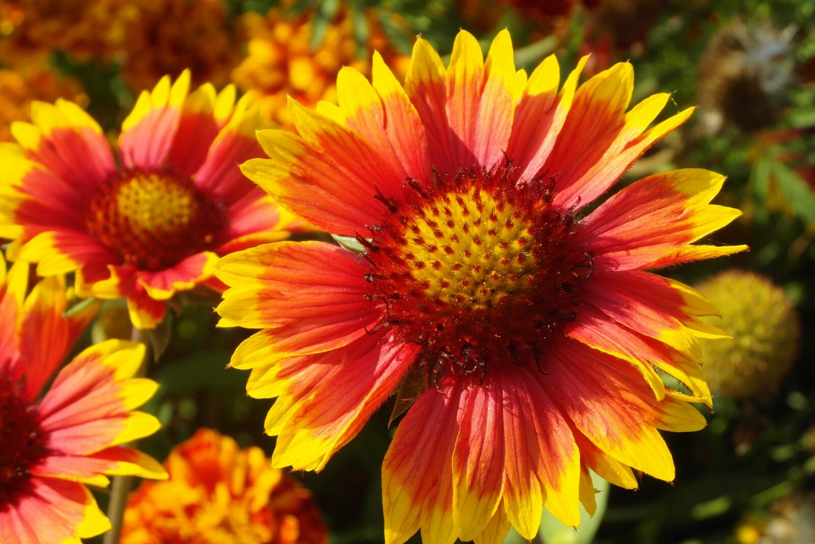 Samsung WB750 sample photo. Gailardia nadobna, the flowers photography