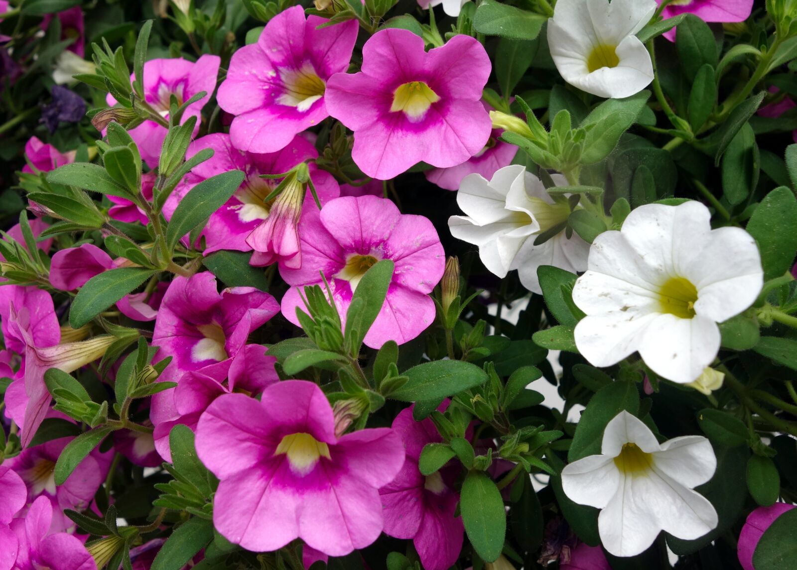 Sony Cyber-shot DSC-RX100 sample photo. Petunia, flower, blossom photography