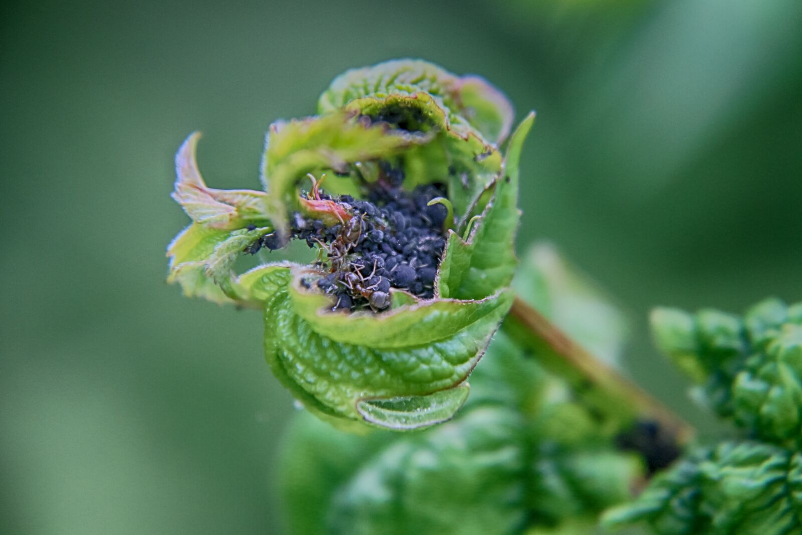 Canon EF-S 18-200mm F3.5-5.6 IS sample photo. Aphids, ants, insects photography