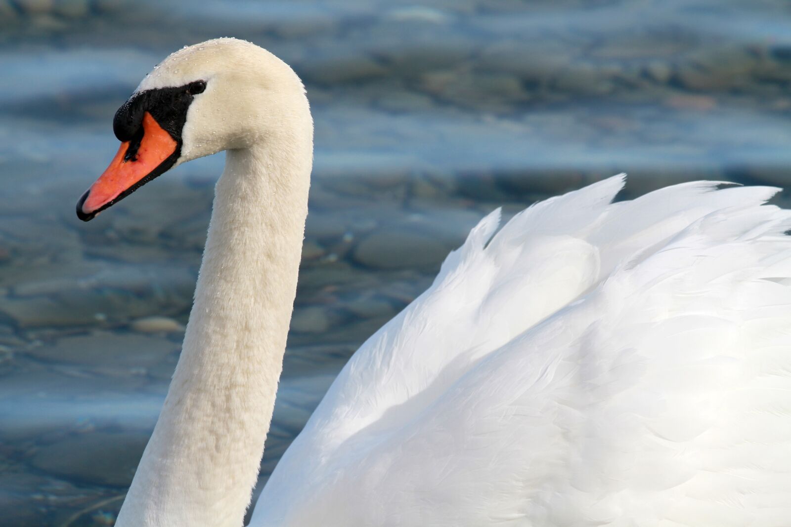 Canon EOS 7D + Canon EF 70-200mm F4L IS USM sample photo. Swan, lake, water photography