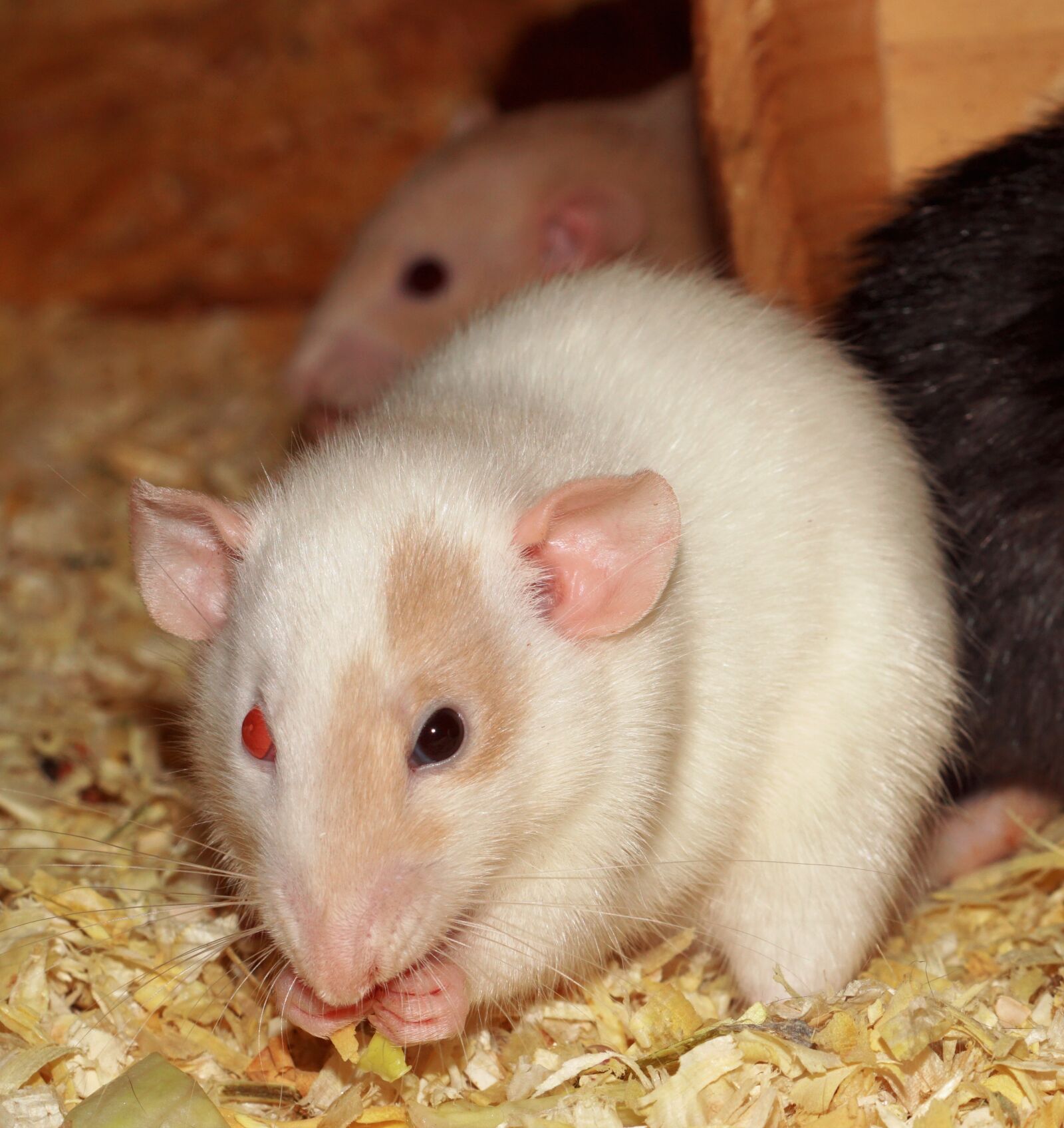 MACRO 50mm F2.8 sample photo. Rat, female, different colored photography