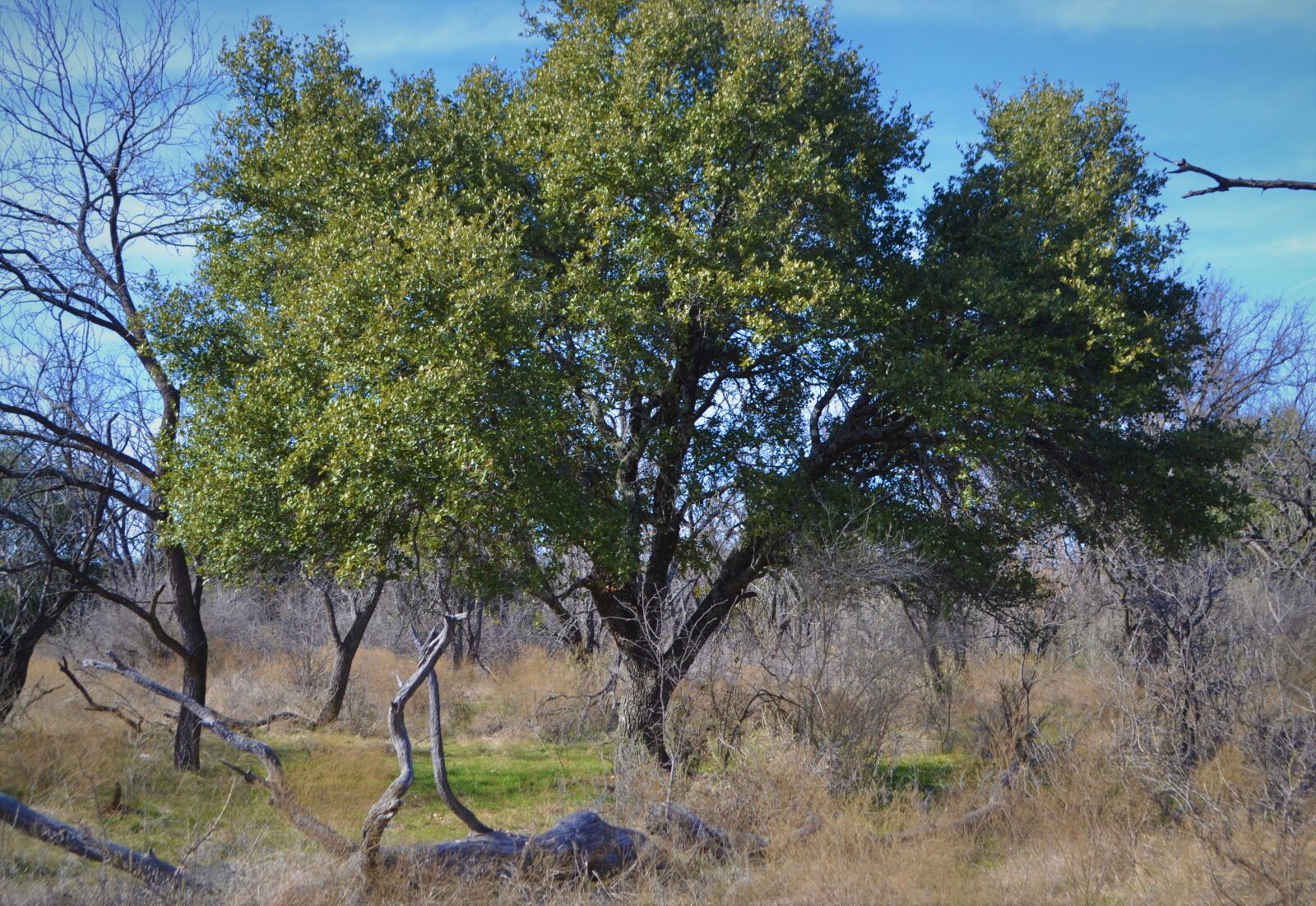Nikon D3100 sample photo. Oak, tree, oak tree photography