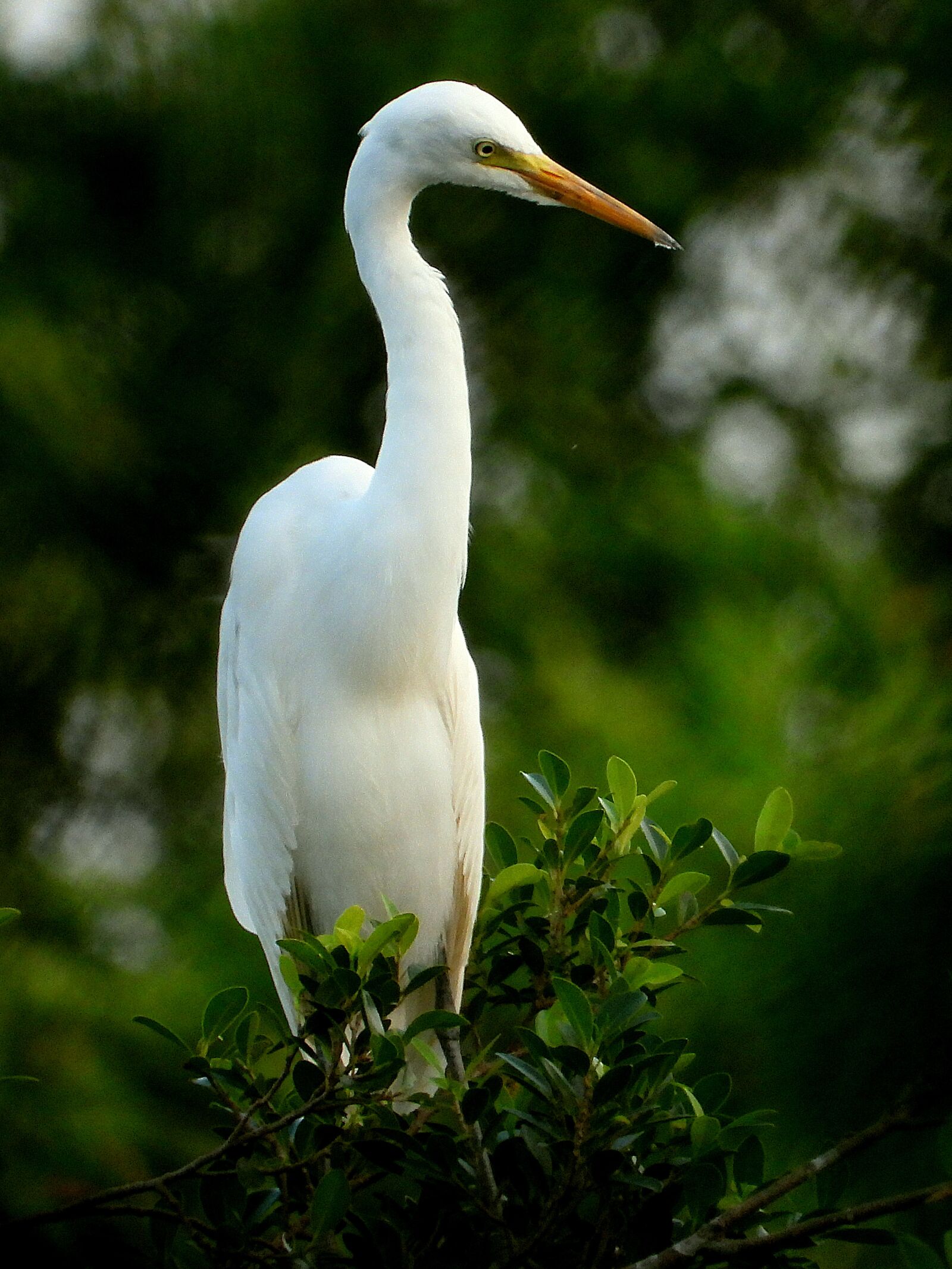 Nikon Coolpix P1000 sample photo. Stork, white stork, wildlife photography