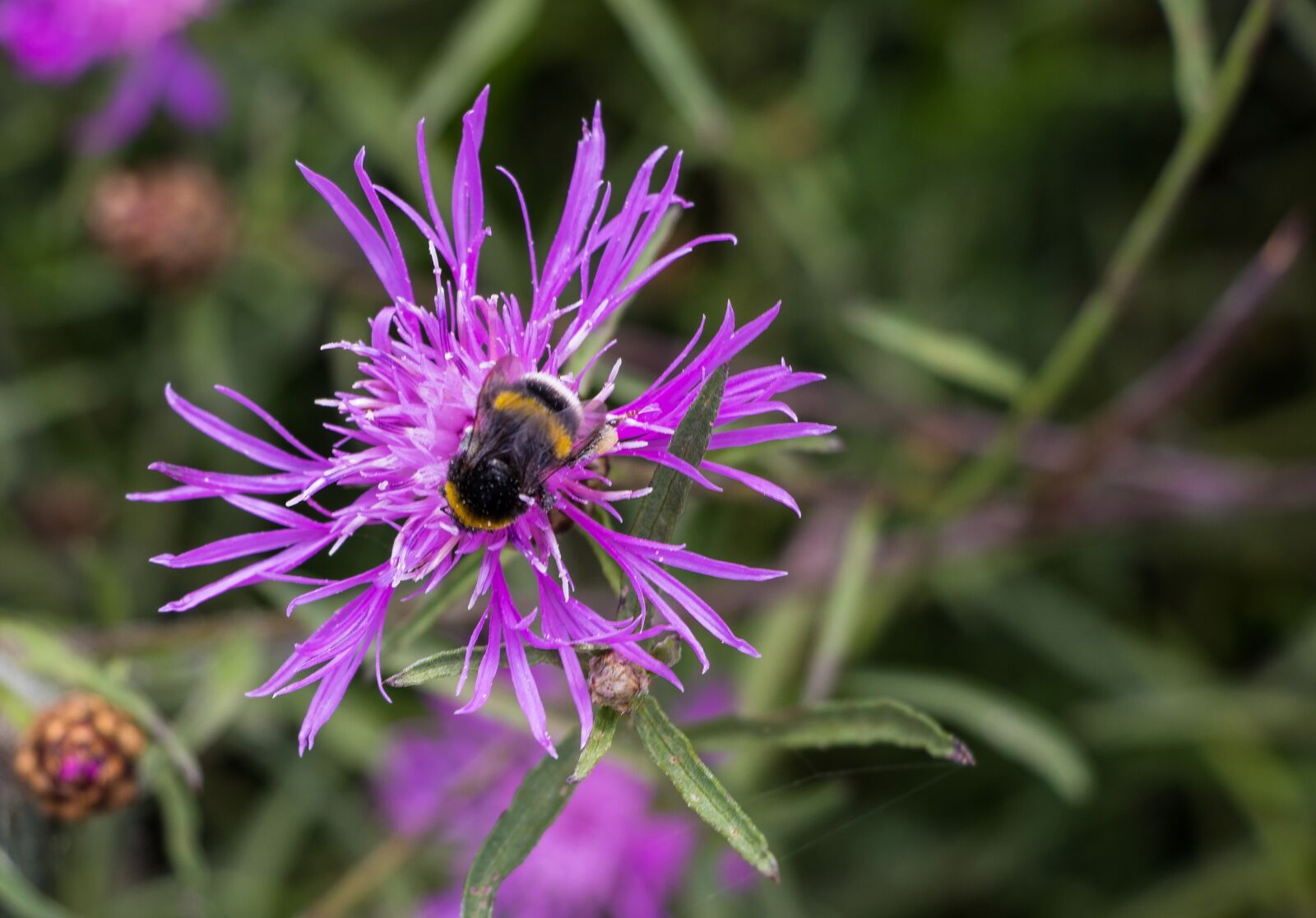Canon EOS 80D sample photo. Klee, hummel, nature photography