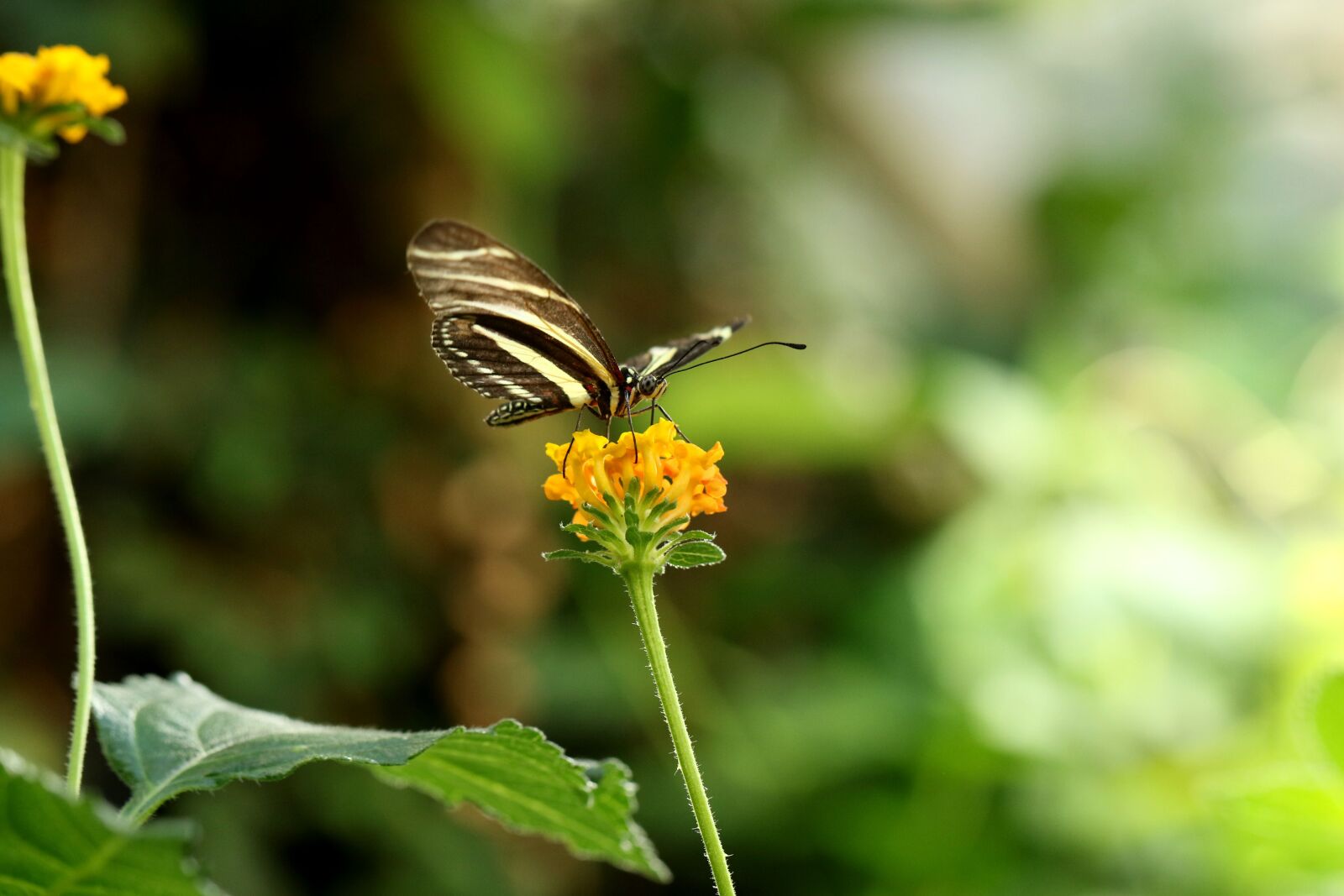 Canon EOS 7D Mark II sample photo. Butterfly, insect, tropical photography