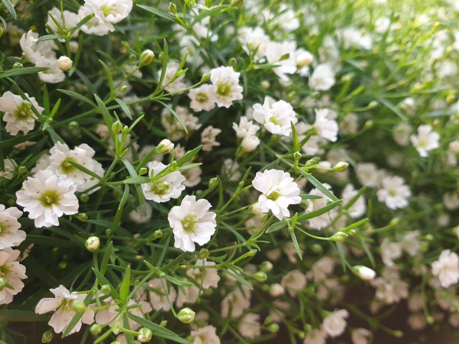 Samsung Galaxy S9 sample photo. Flower, white, flowers photography