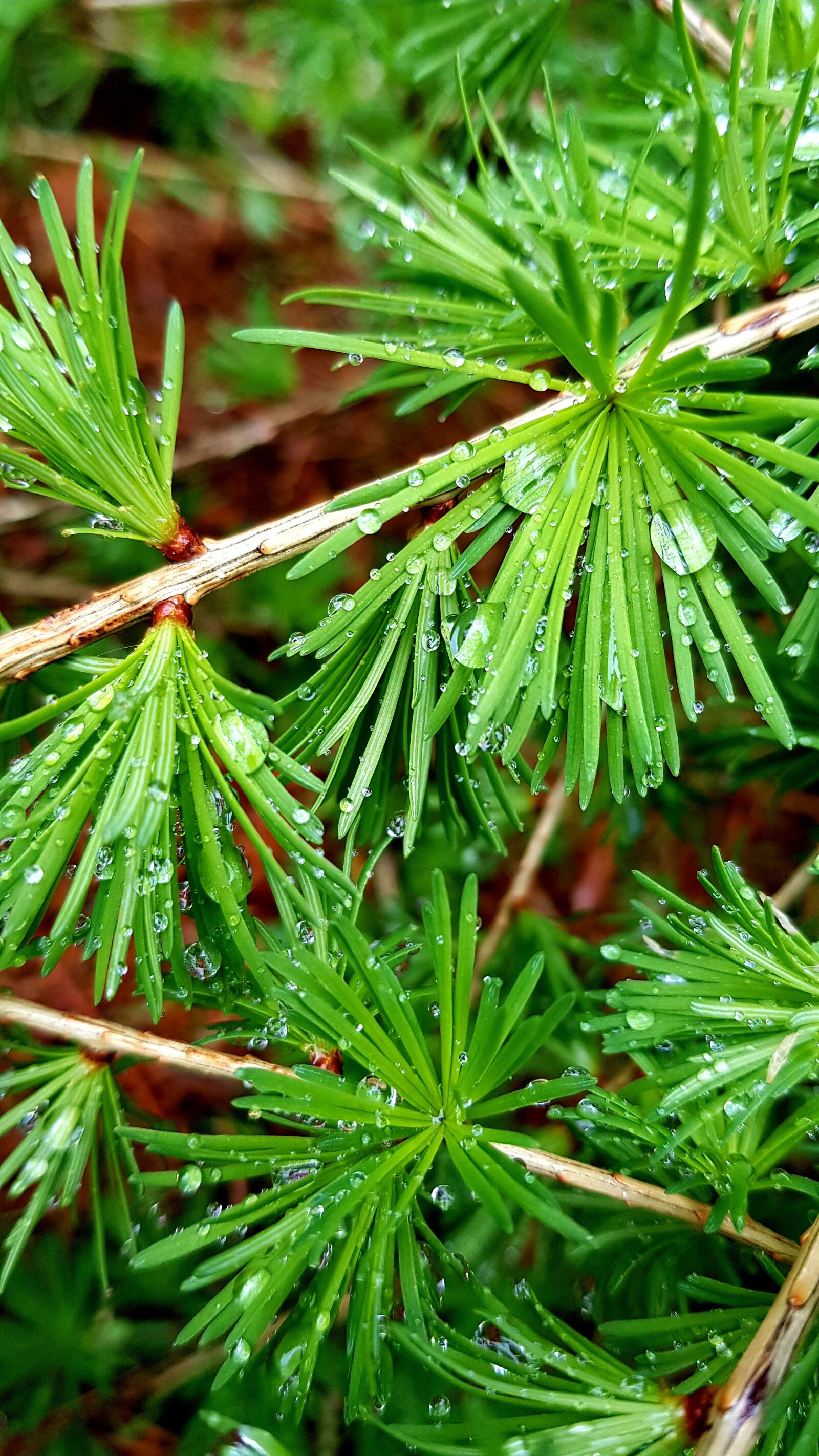 Samsung Galaxy S8 sample photo. Green, larch, needles photography