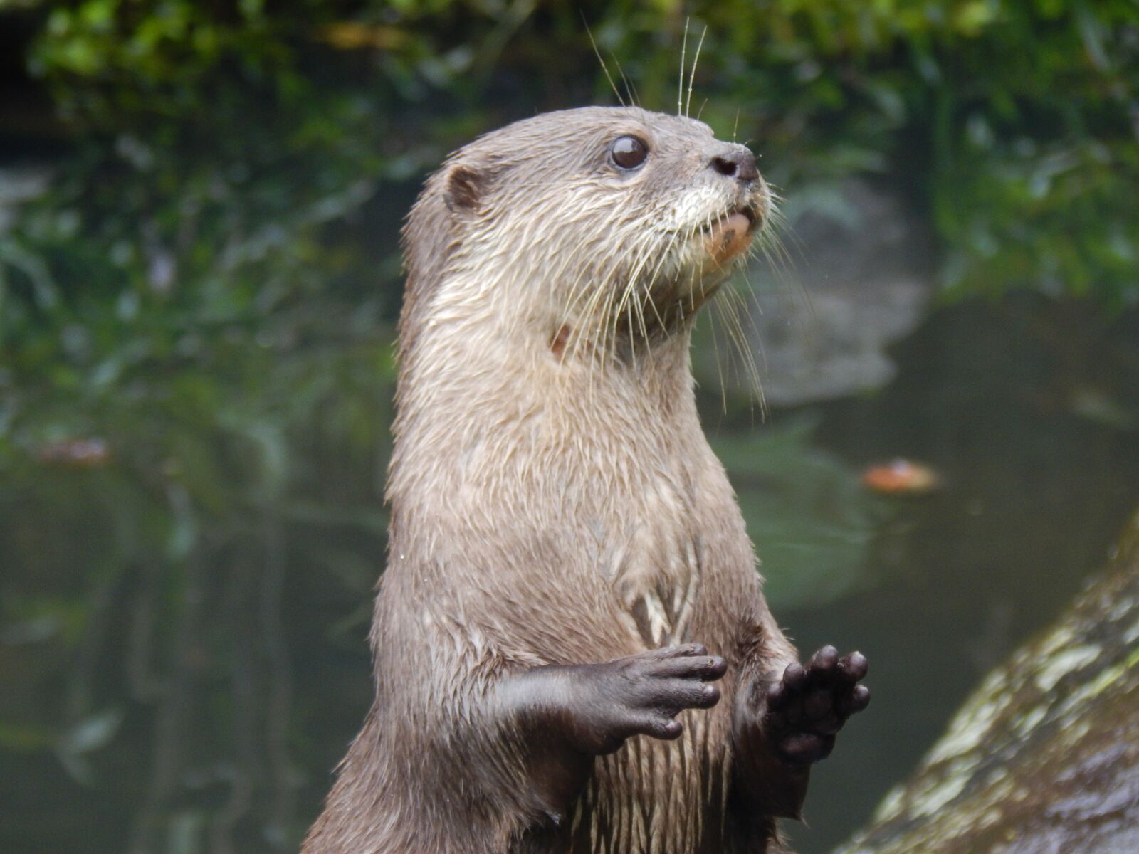 Nikon Coolpix L830 sample photo. Otter, animal, cute photography
