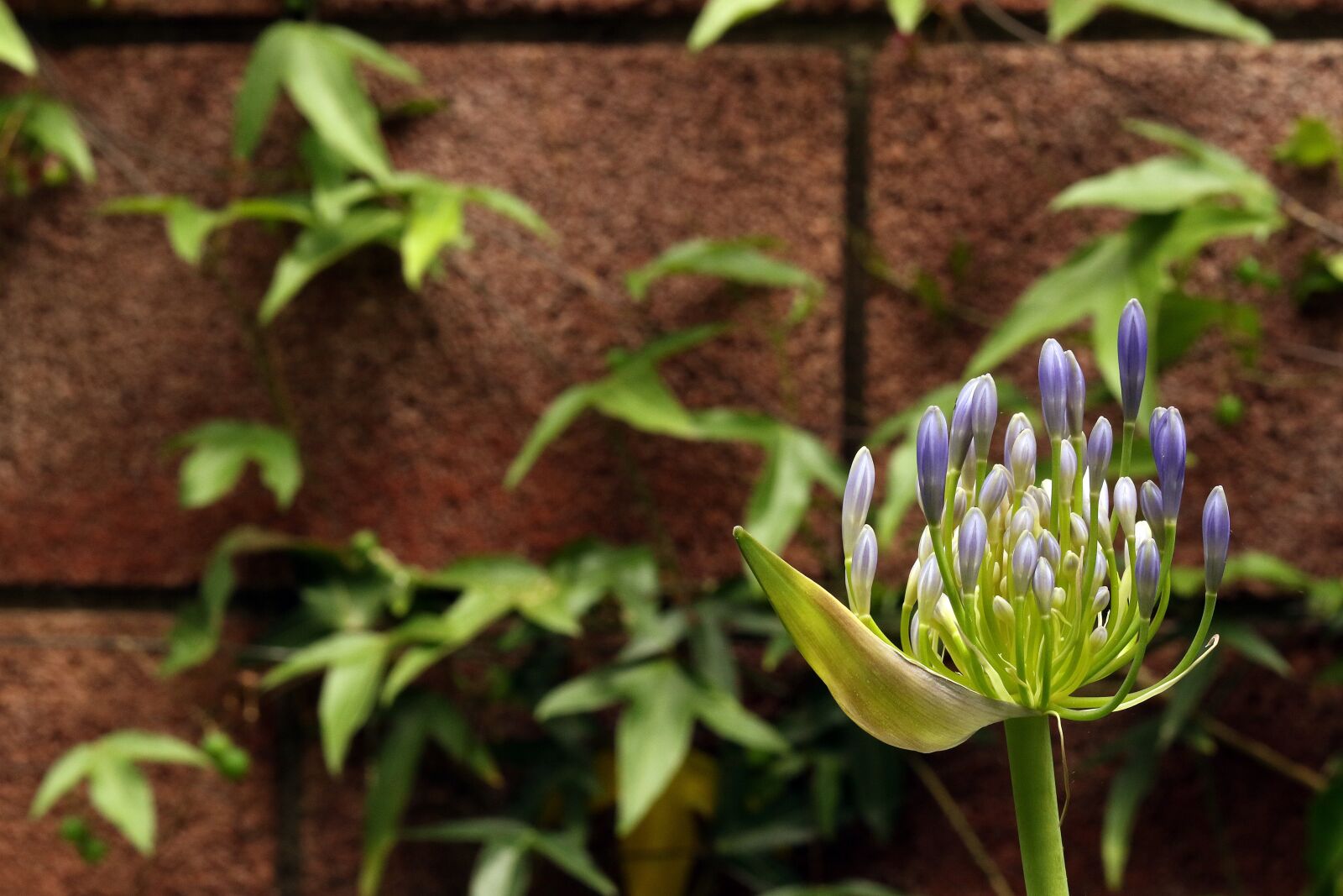 Canon EOS 7D Mark II sample photo. Agapanthus, the buds, blue photography