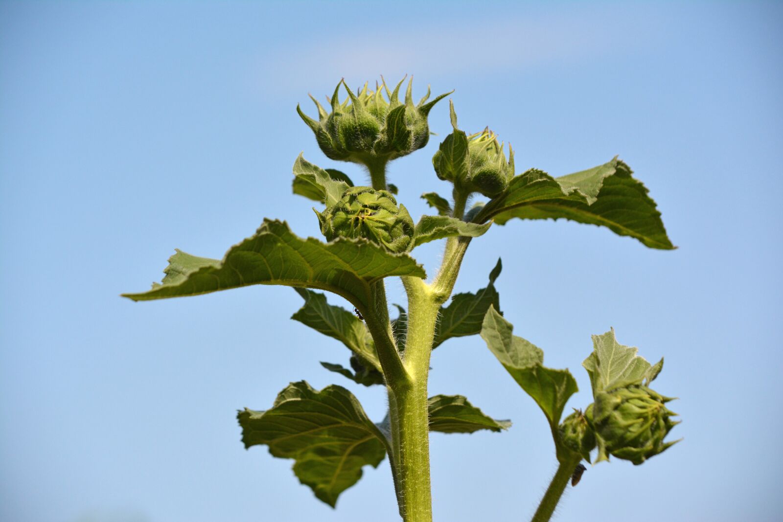 Nikon D5200 sample photo. Sunflower bud, ant, plant photography