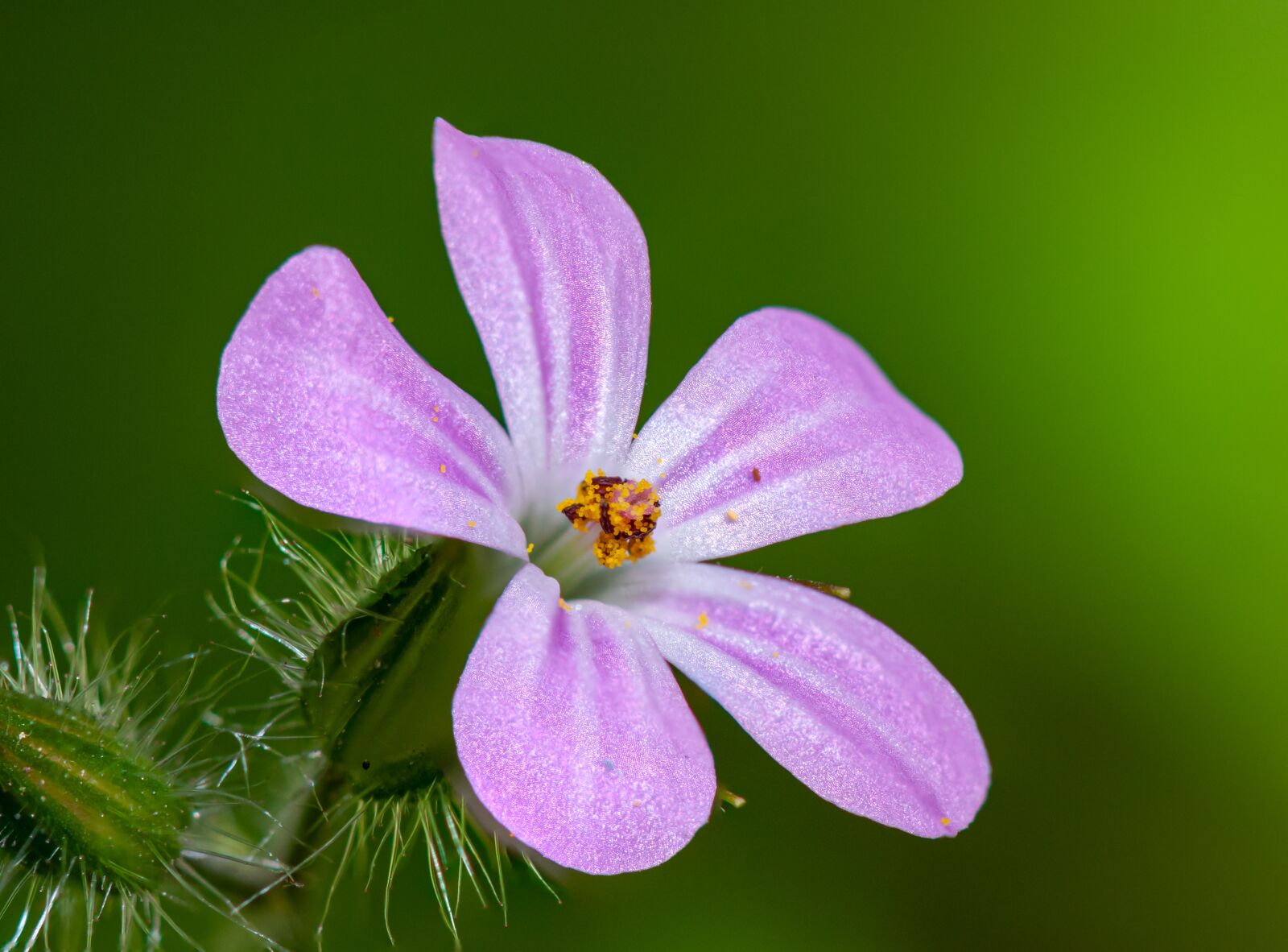 Nikon D300 sample photo. Flower, pink, kakost photography