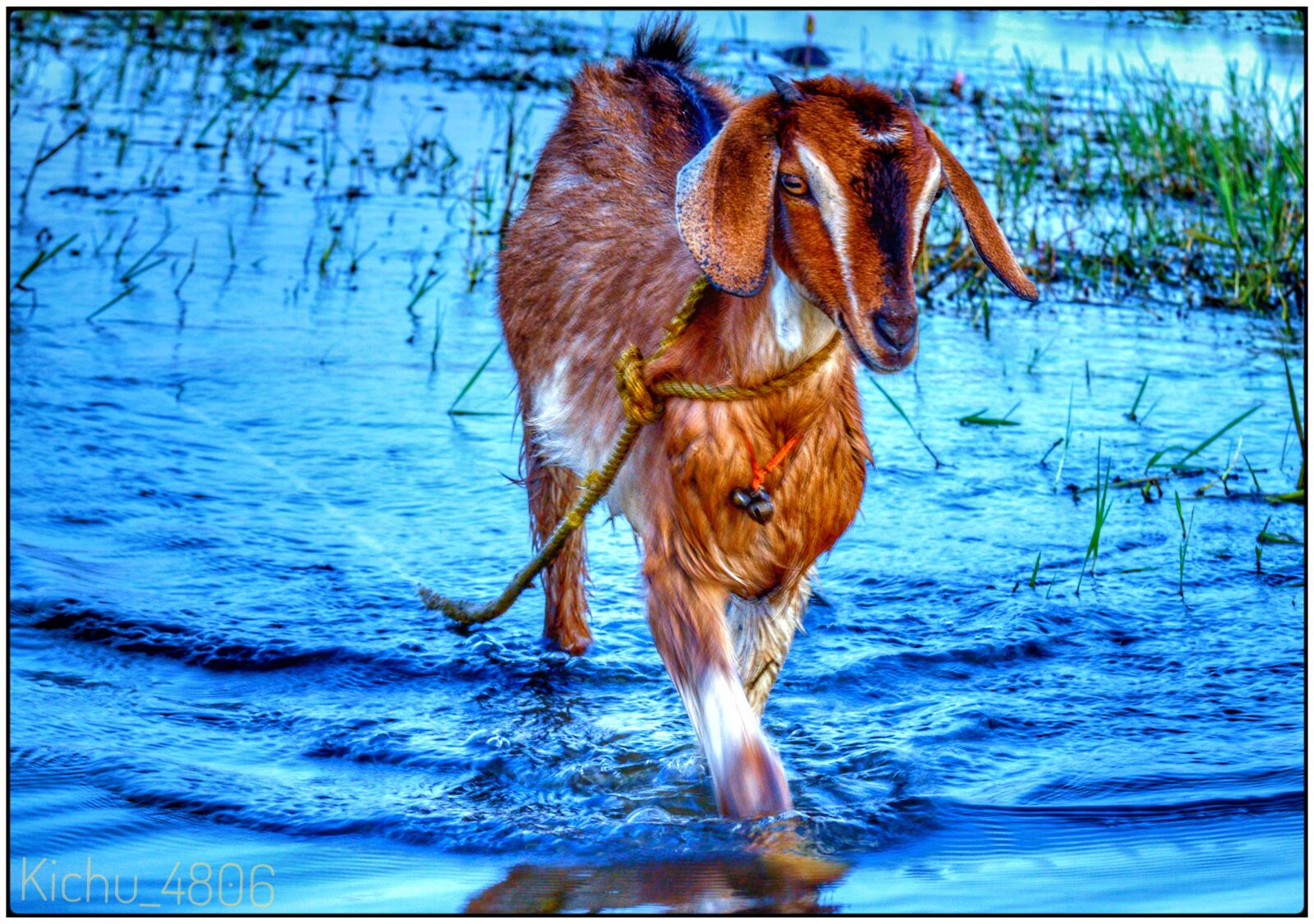 Nikon D5300 sample photo. Behringer, goat, water, nikon photography