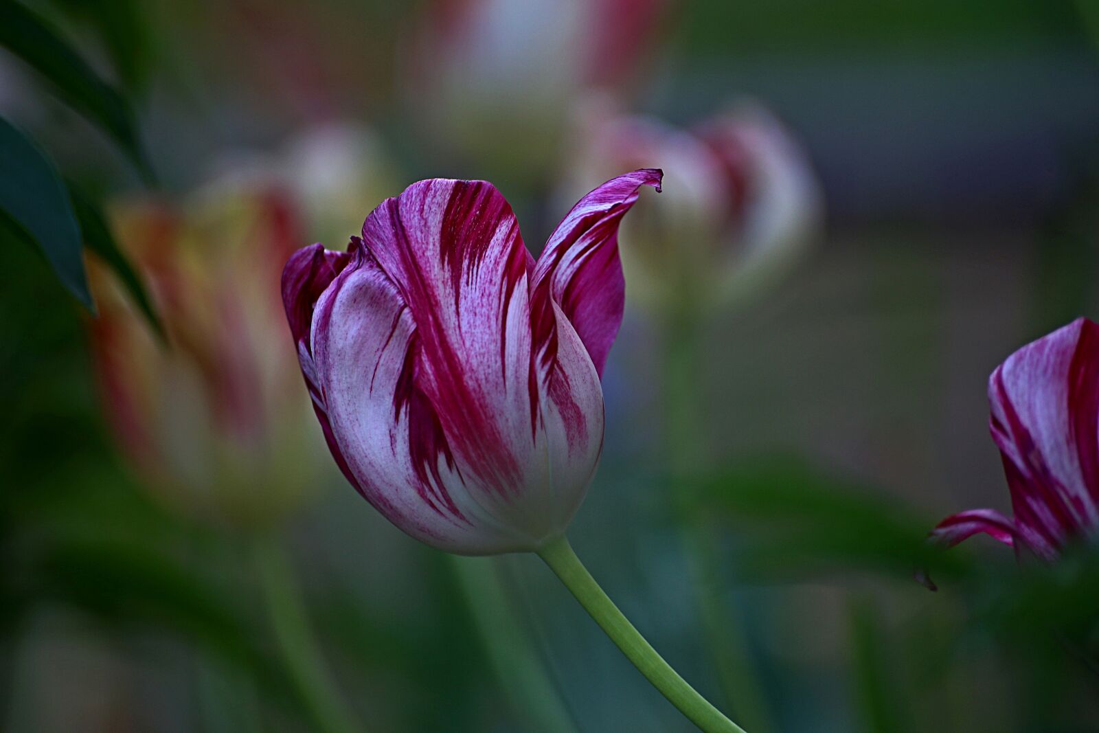 Canon EOS 6D sample photo. Flower, nature, plant photography