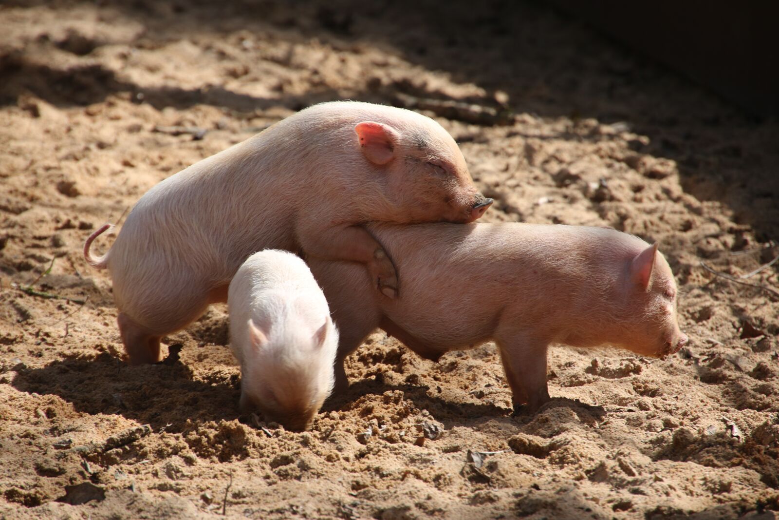 Canon EOS 70D sample photo. Animal world, pet, pig photography